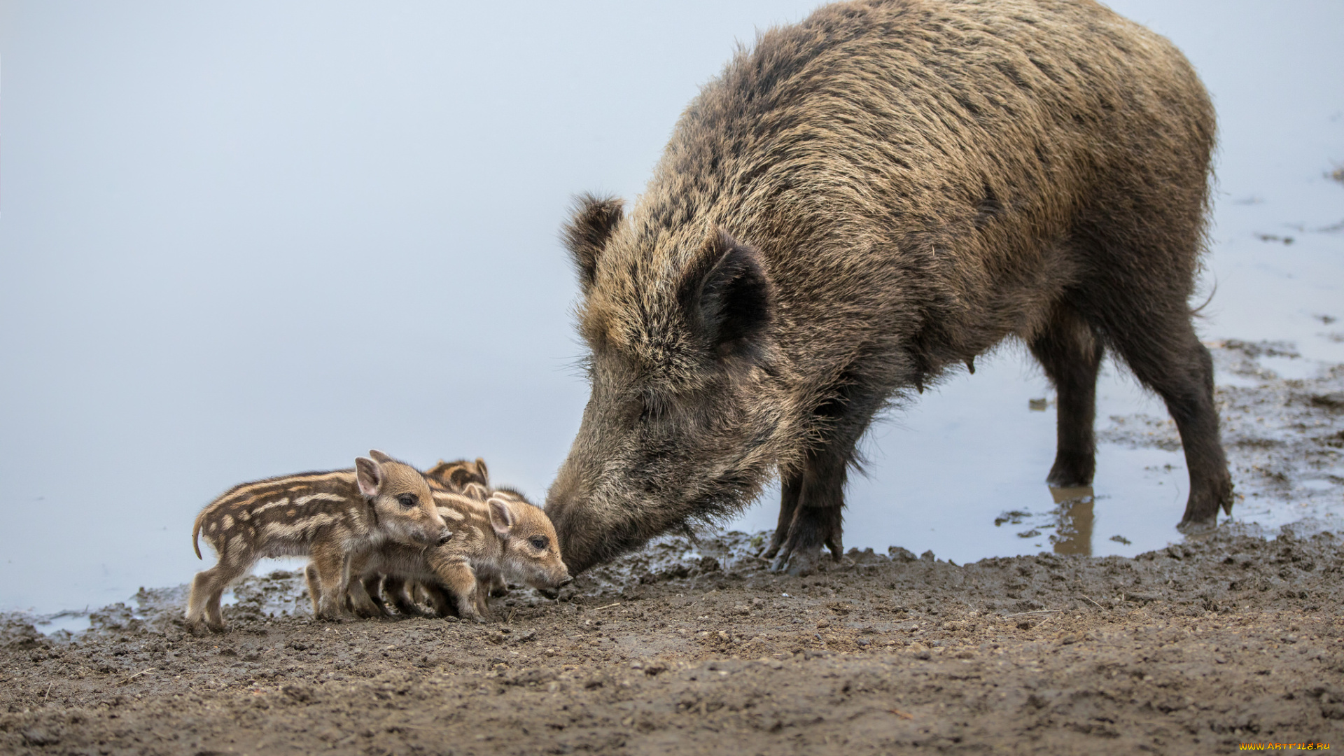 животные, свиньи, , кабаны, семейство