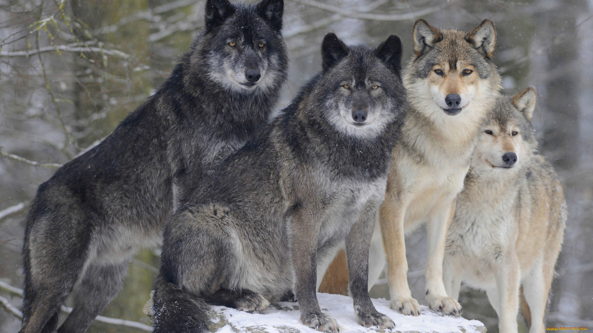 животные, волки, , койоты, , шакалы