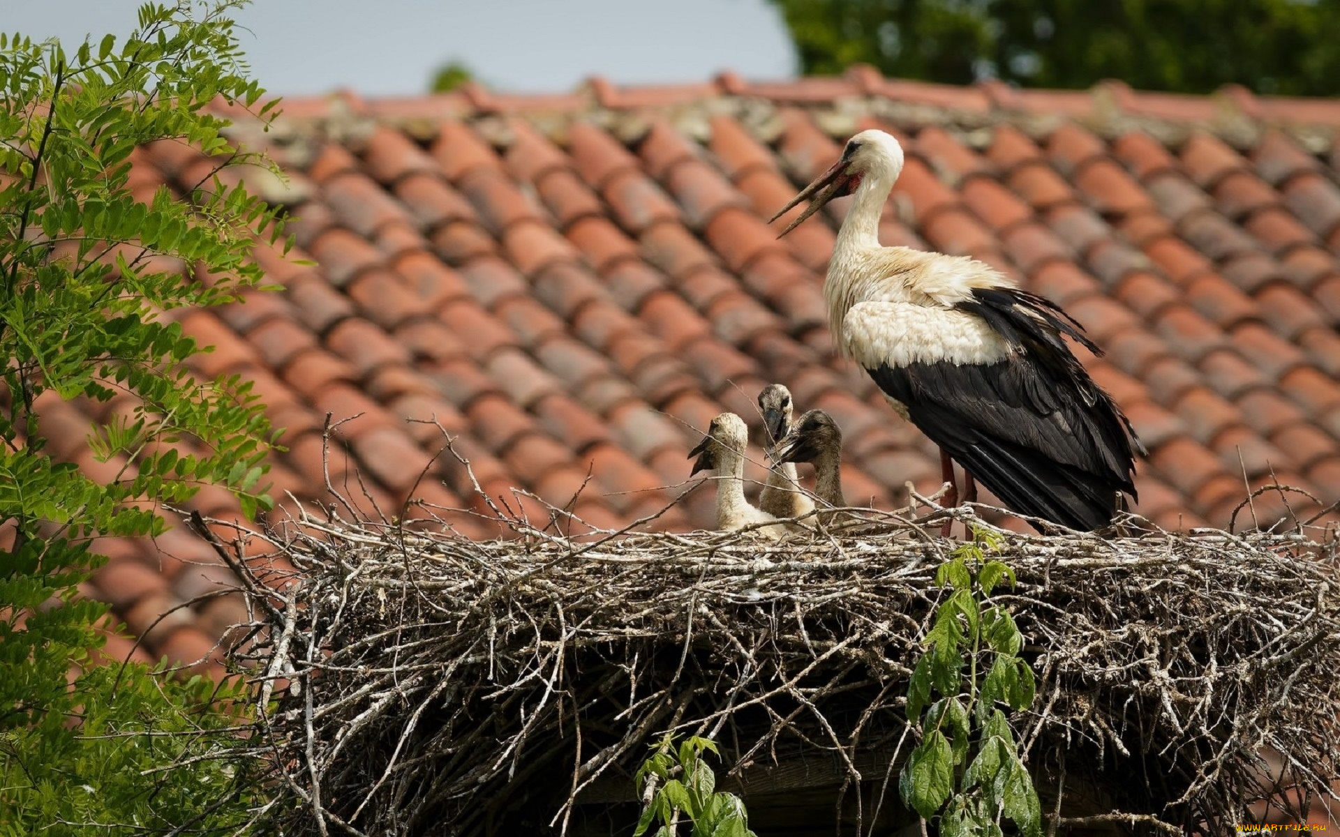 животные, аисты, гнездо