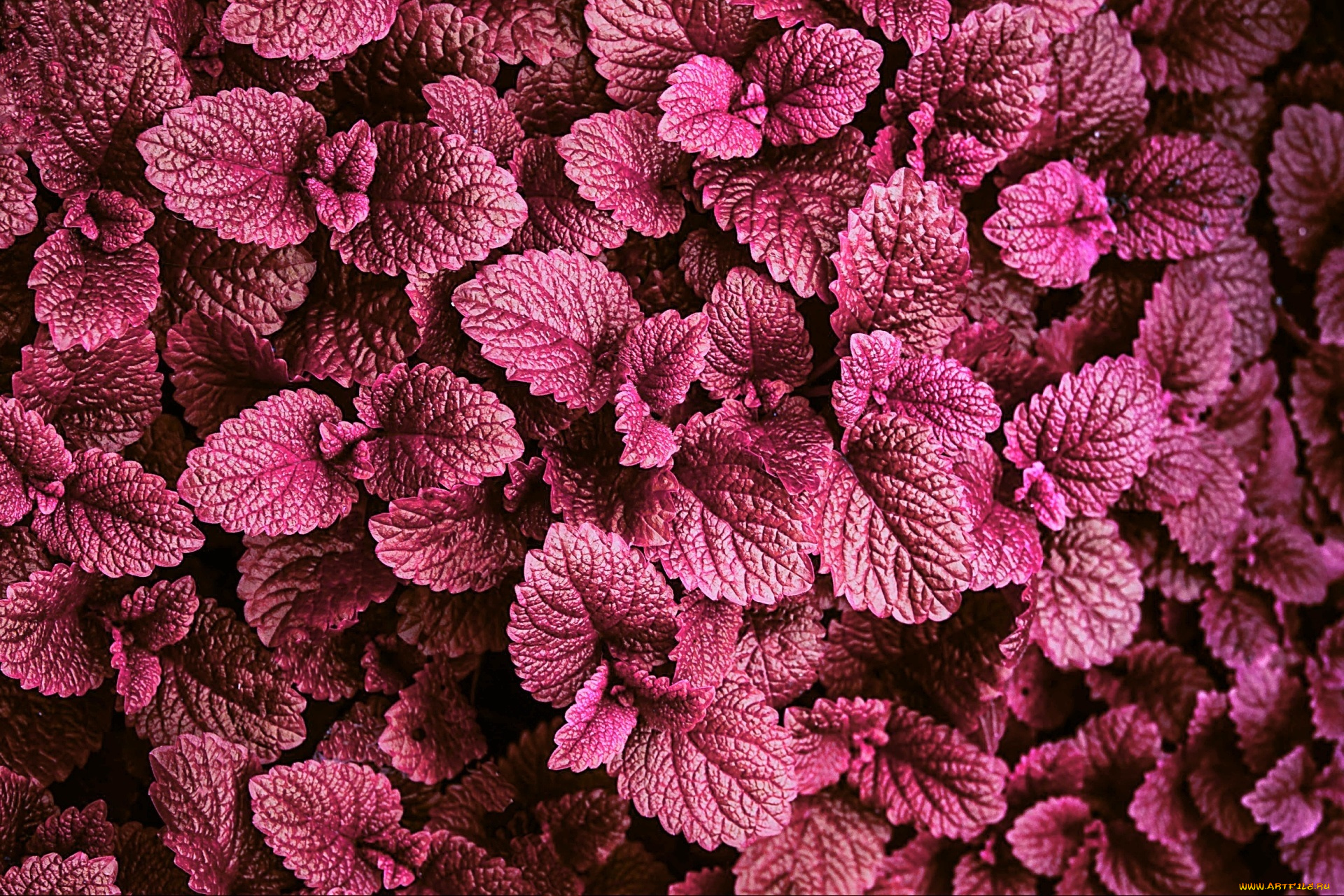 природа, листья, вечер, подсветка