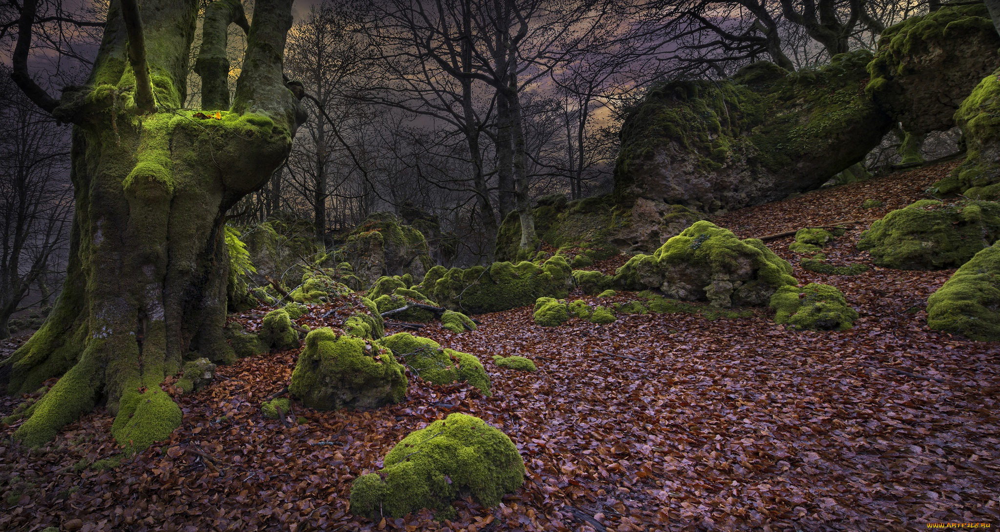 природа, лес, дерево, осень