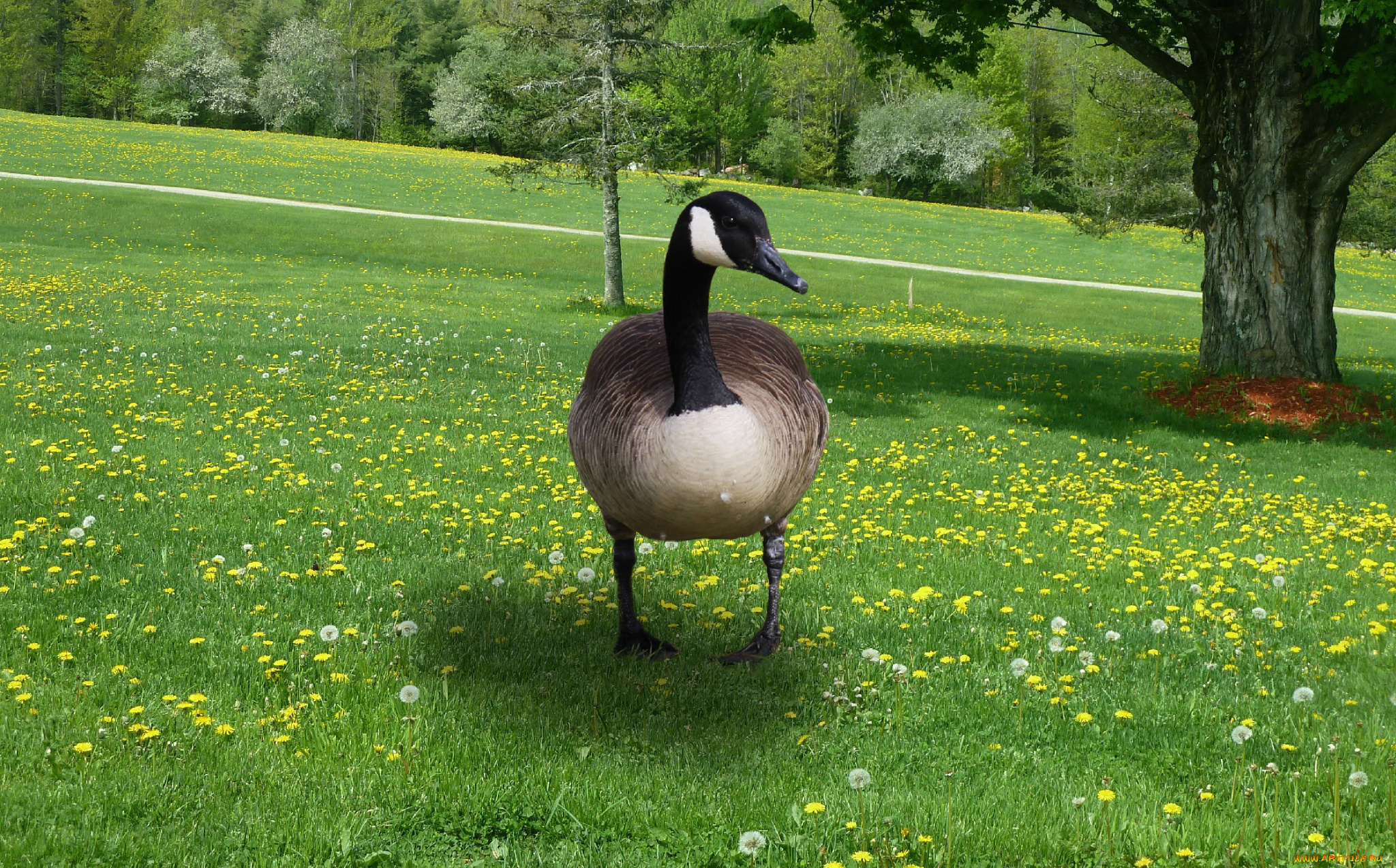 животные, гуси, трава, гусь