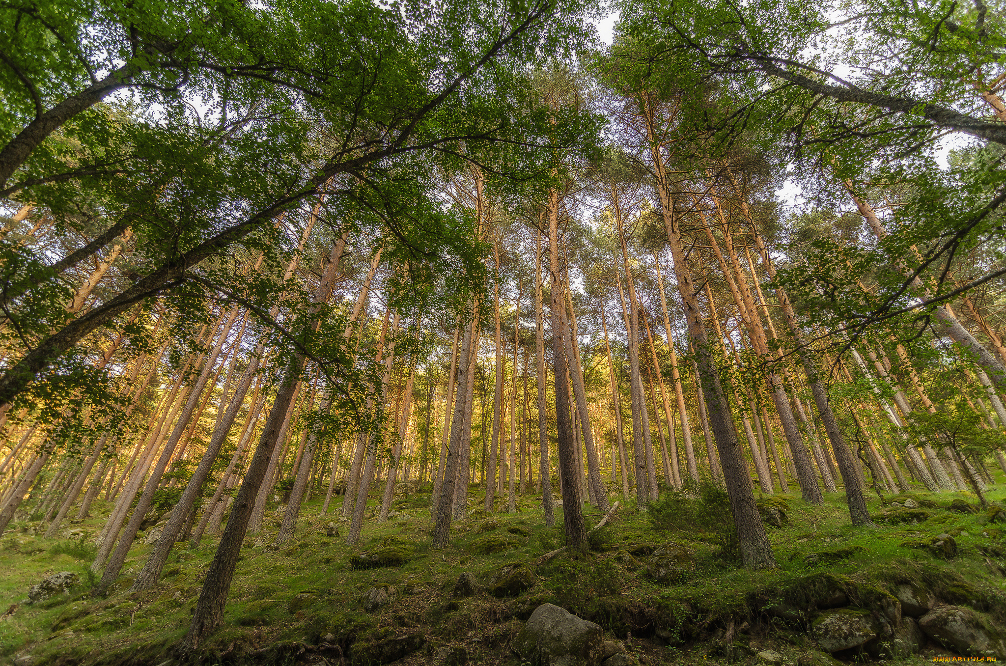 природа, лес, простор