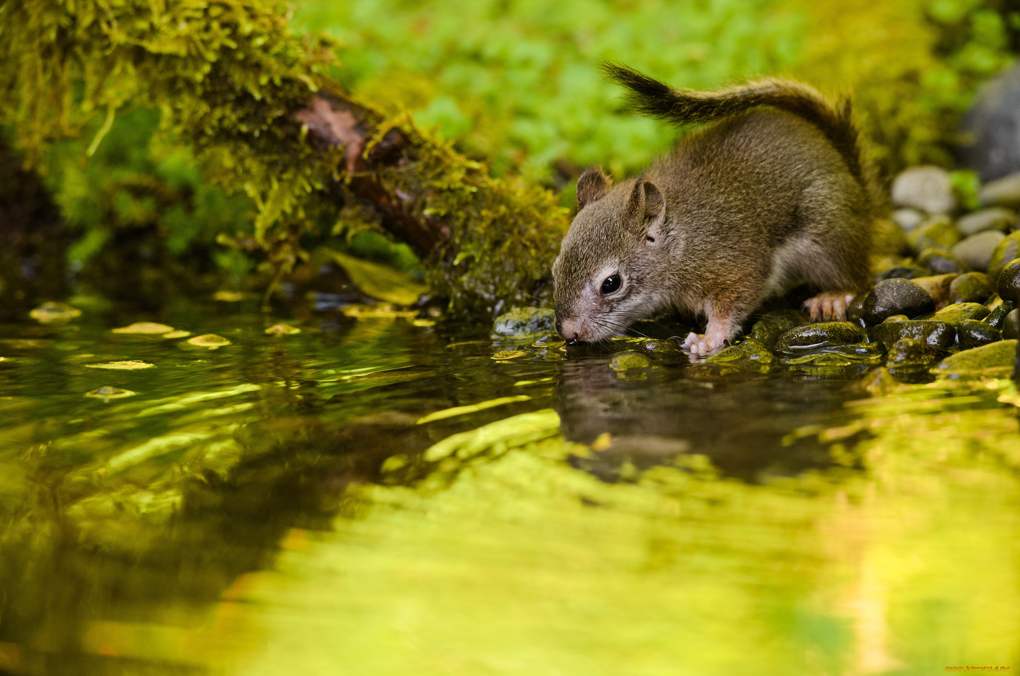 животные, белки, бельчонок, водопой