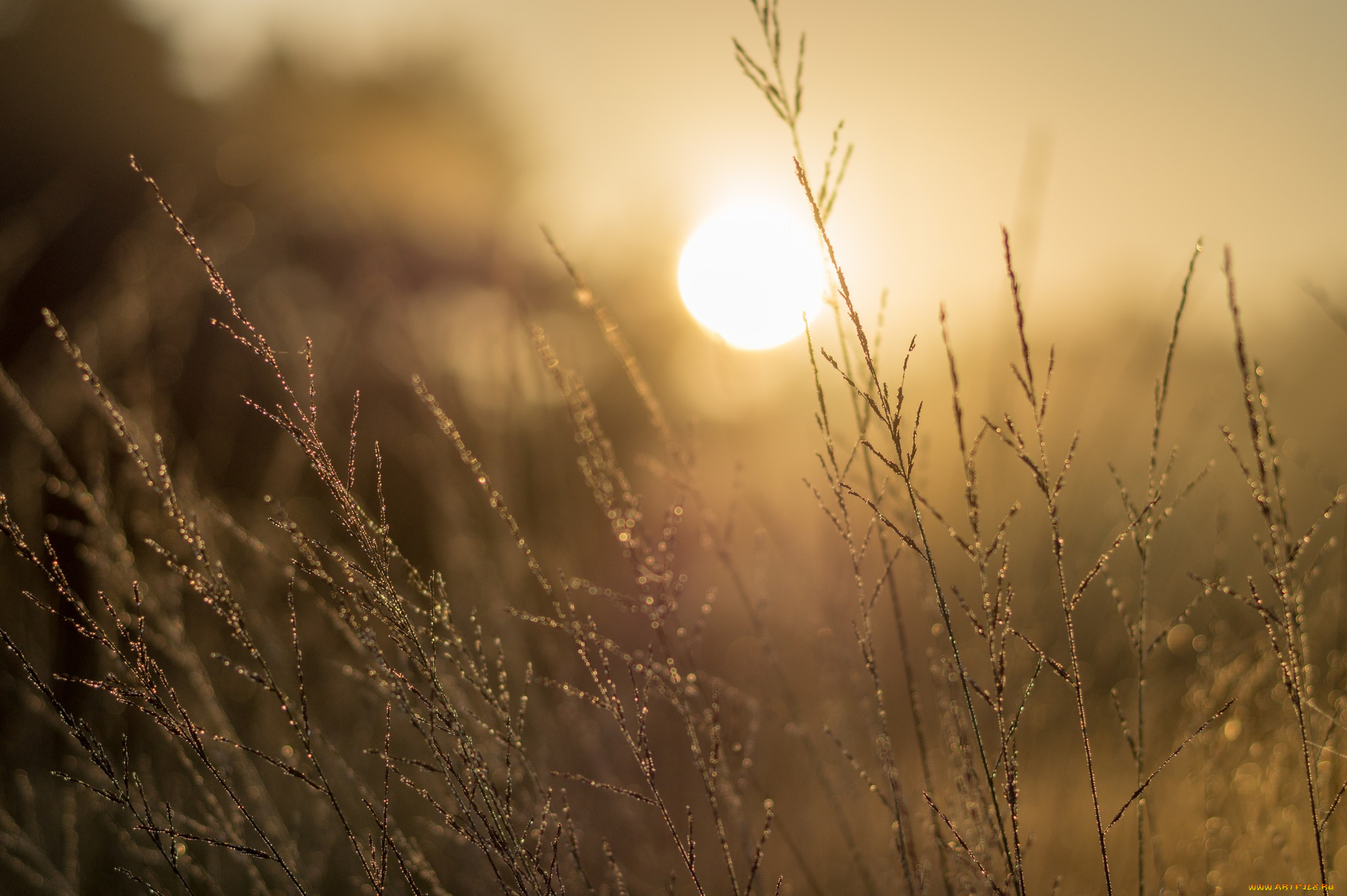 природа, макро, трава