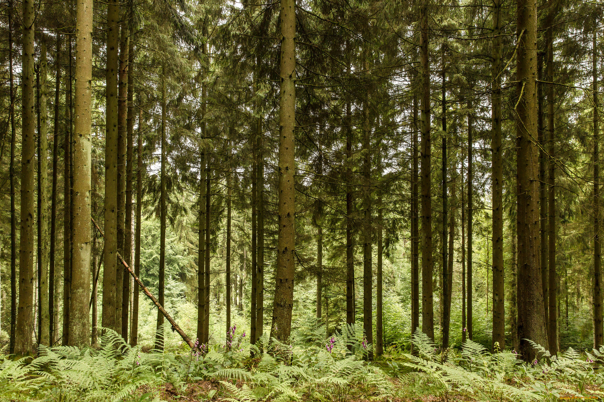 природа, лес, простор