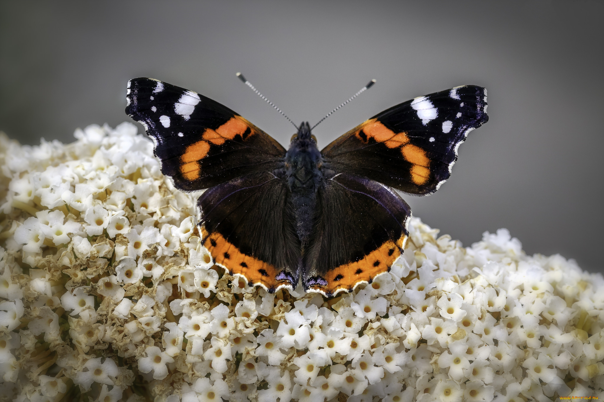 животные, бабочки, , мотыльки, , моли, бабочка