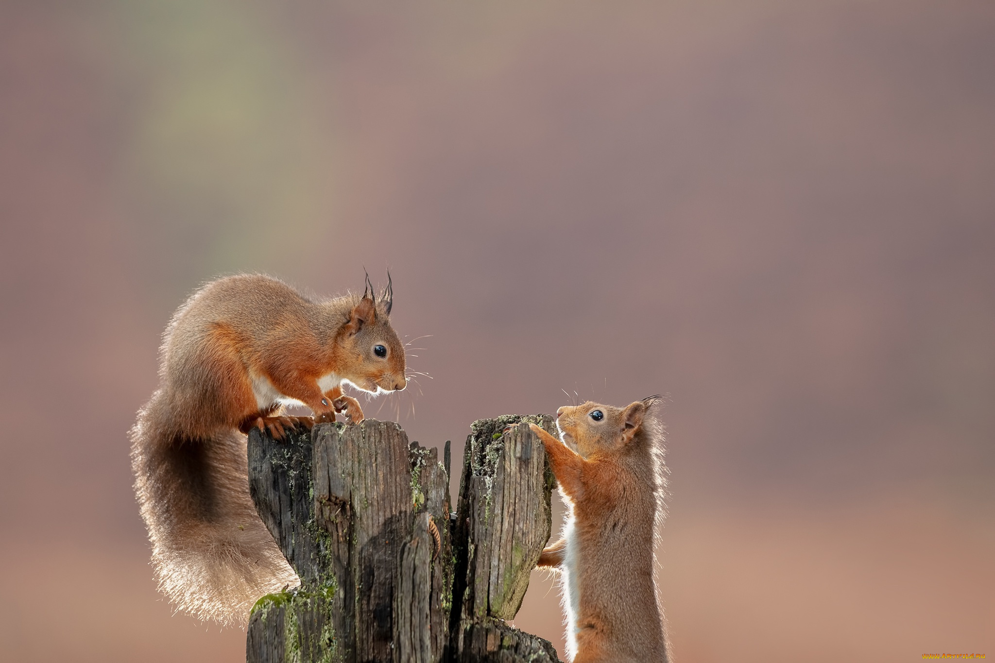 животные, белки, фон, коряга, рыжие, парочка