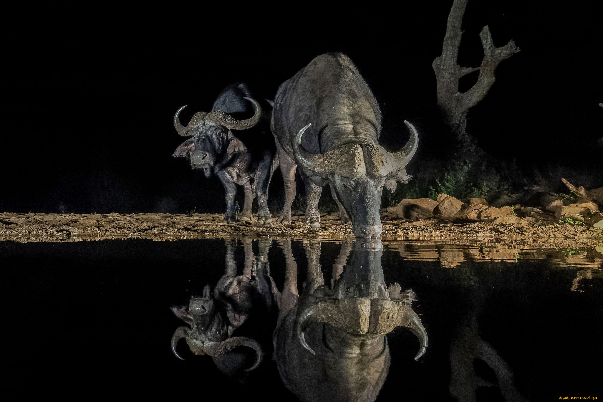 животные, коровы, , буйволы, водопой