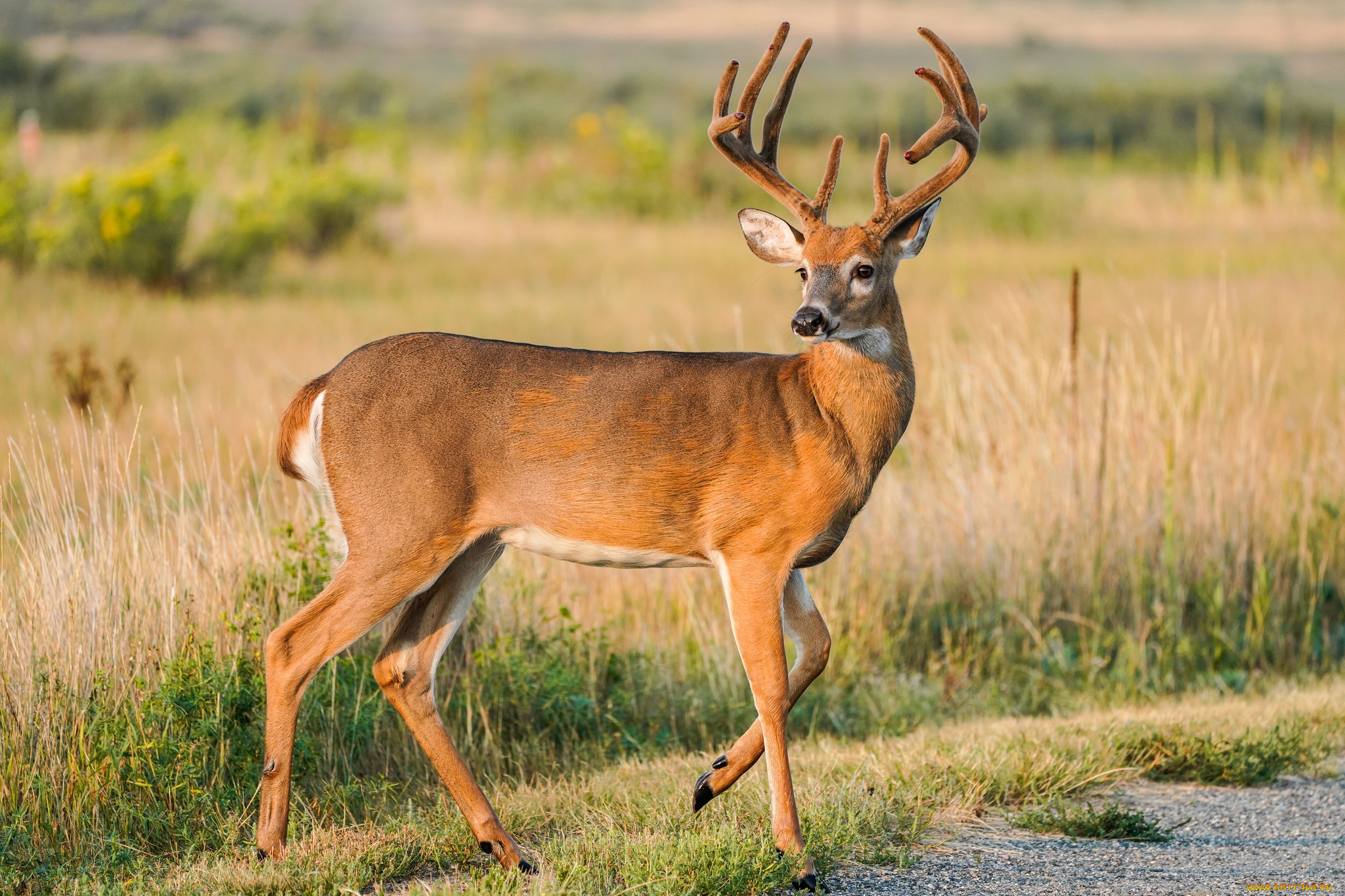 животные, олени, рогач