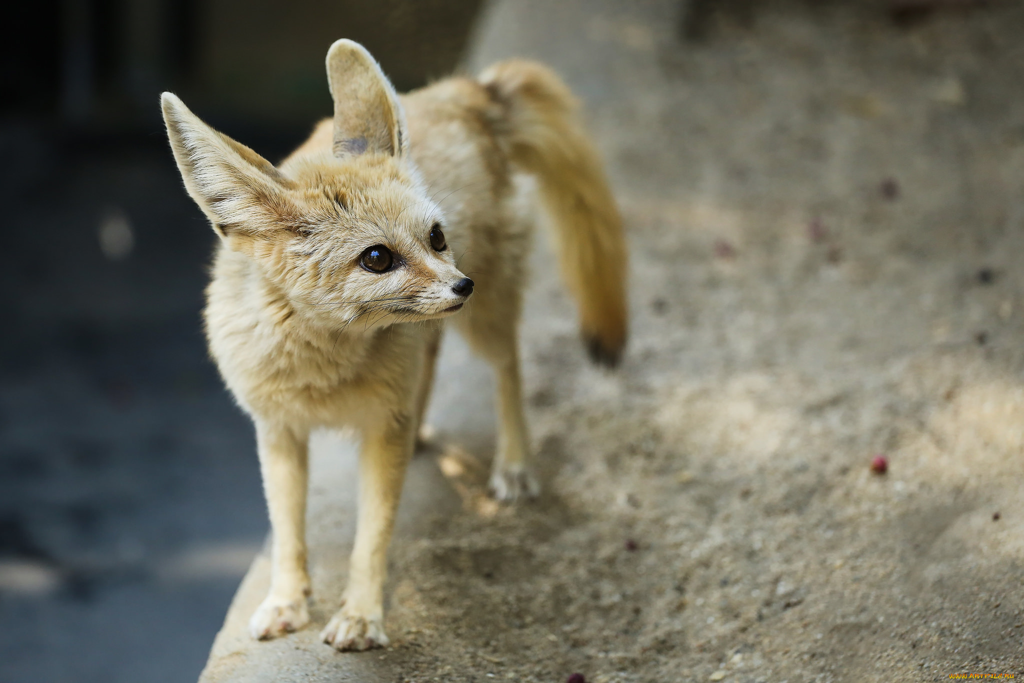 животные, фенеки, лисичка