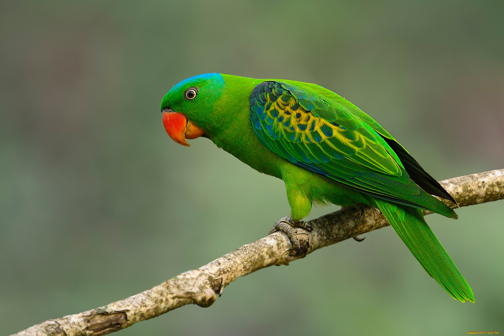 животные, попугаи, попугай