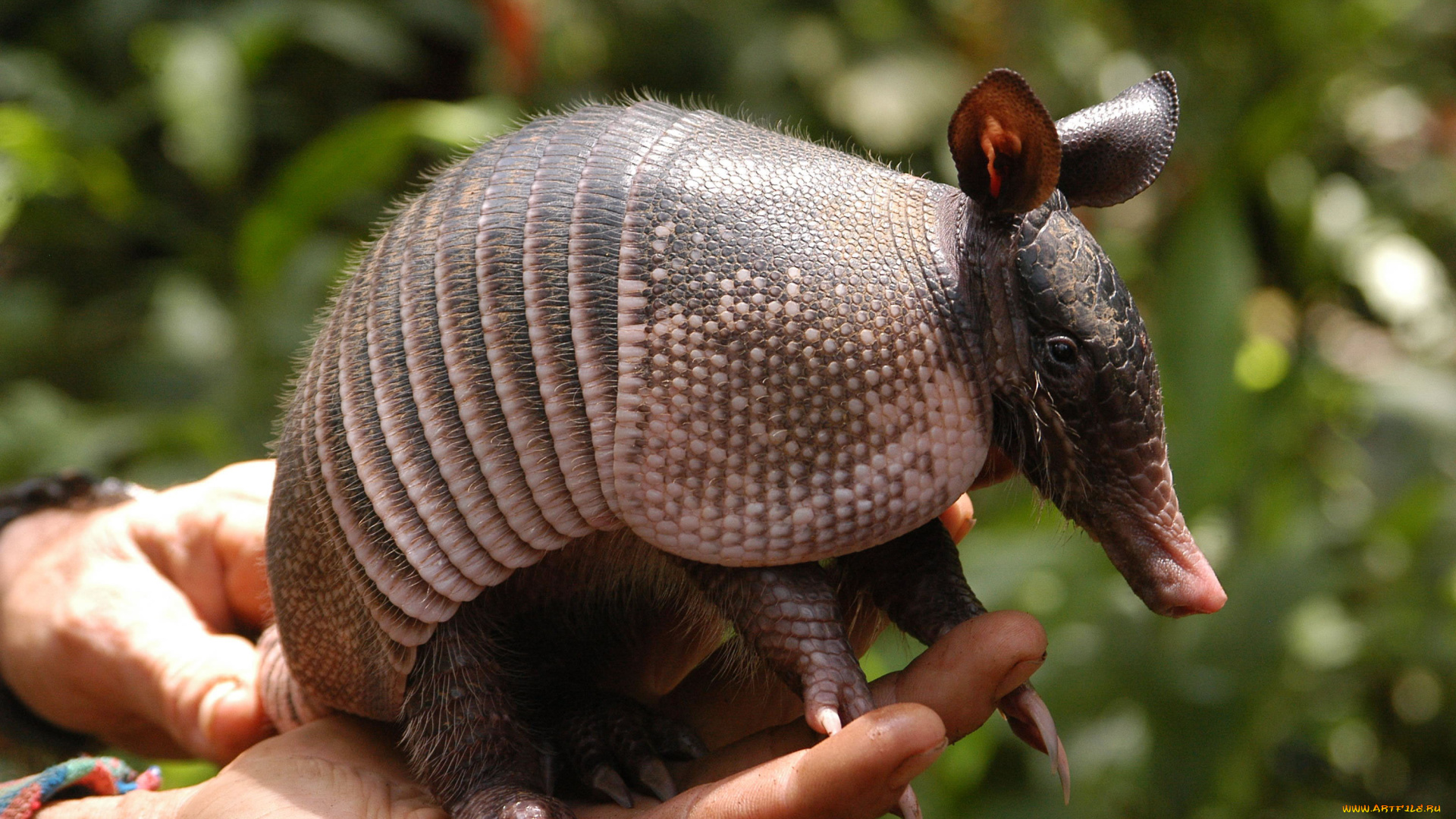 броненосец, животные, броненосцы, , панголины, млекопитающие, хордовые, панцирь, детёныш