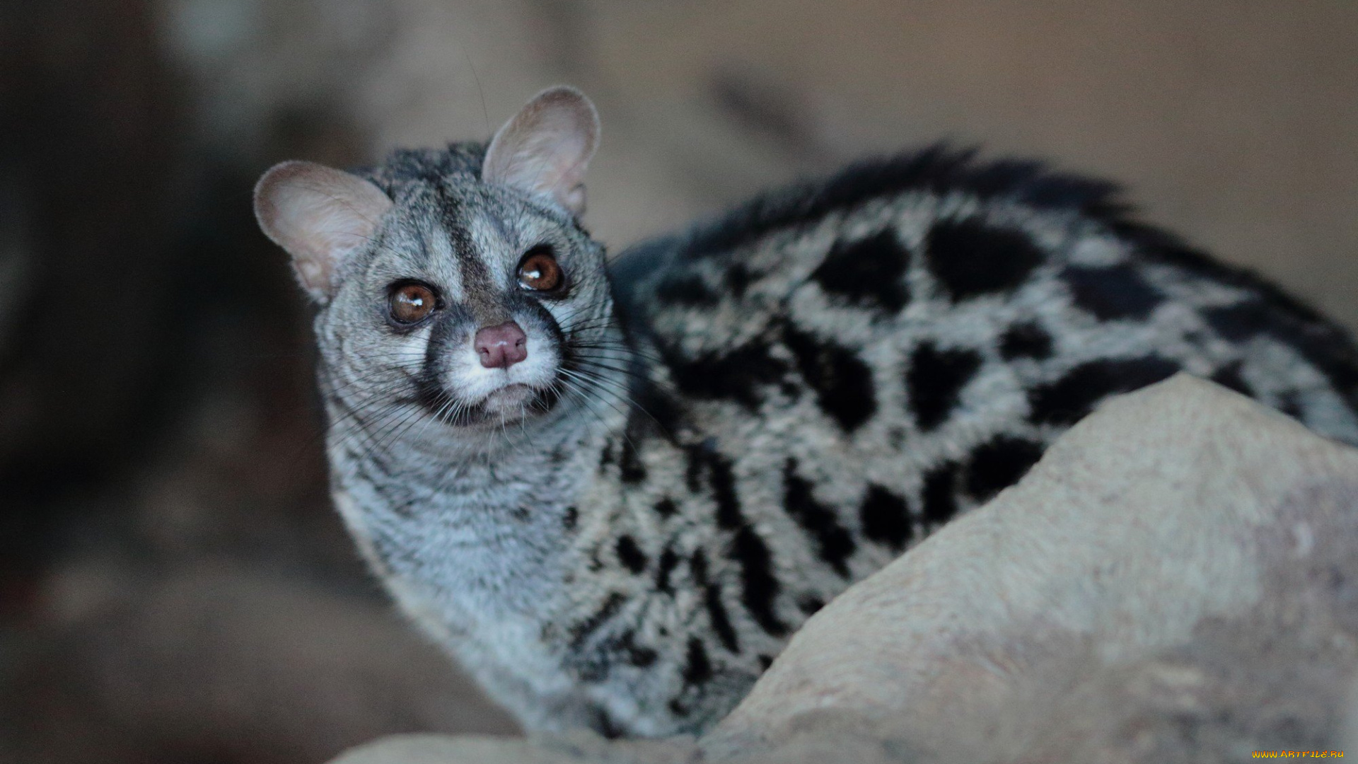 генета, животные, генеты, genetta, хордовые, хищные, млекопитающие, виверровые