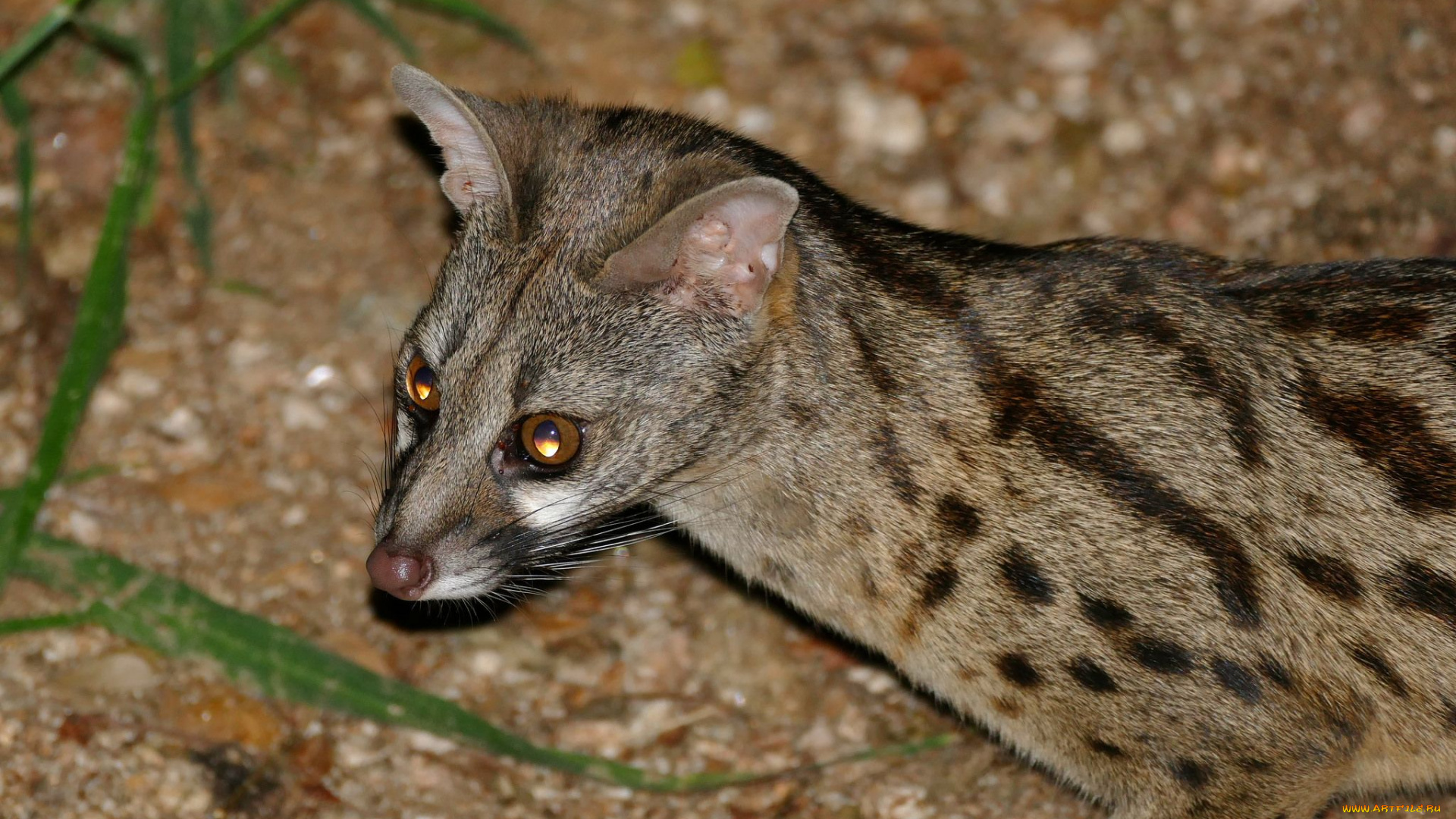 генета, животные, генеты, genetta, хордовые, хищные, млекопитающие, виверровые