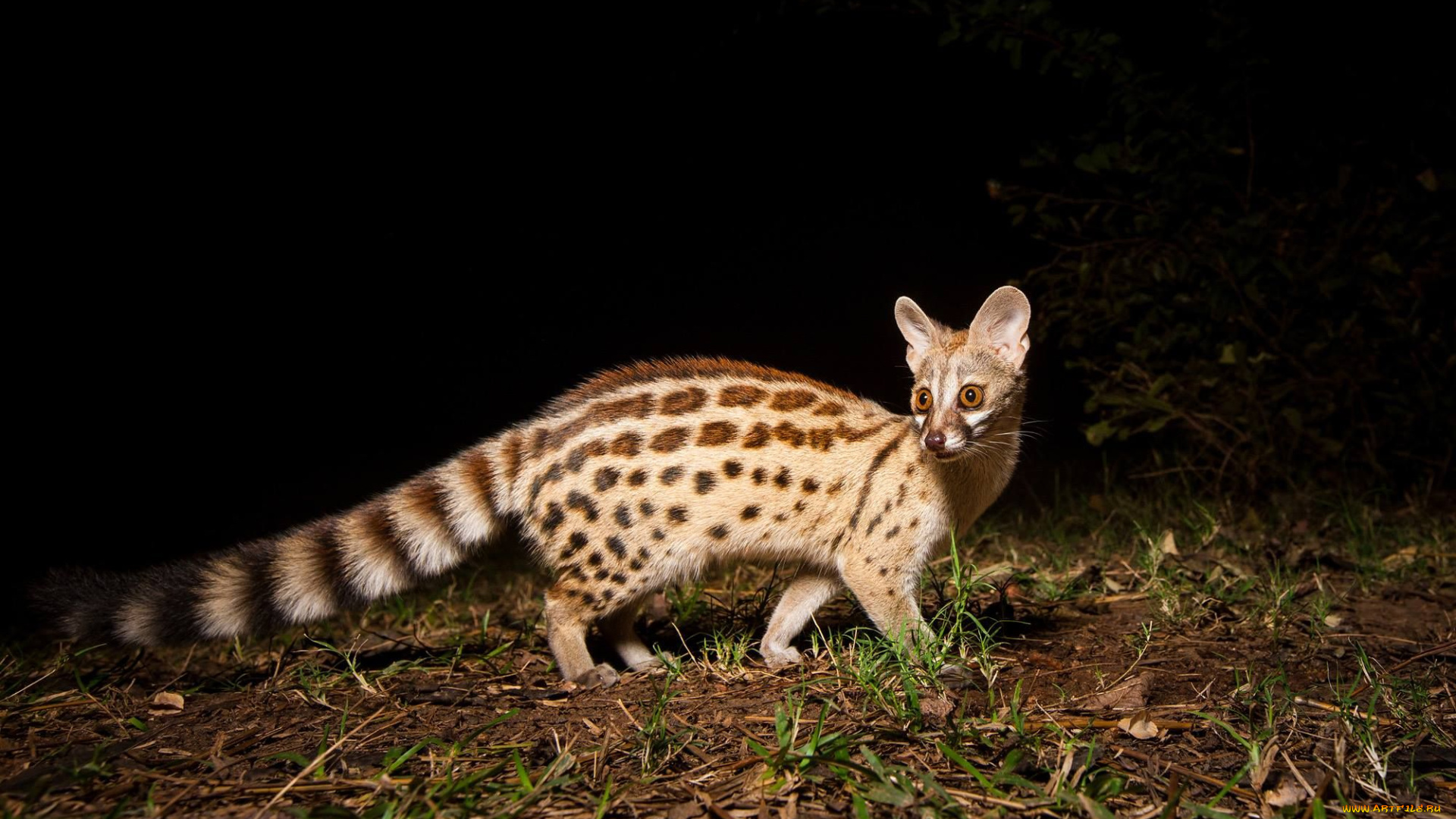 генета, животные, генеты, genetta, хордовые, хищные, млекопитающие, виверровые