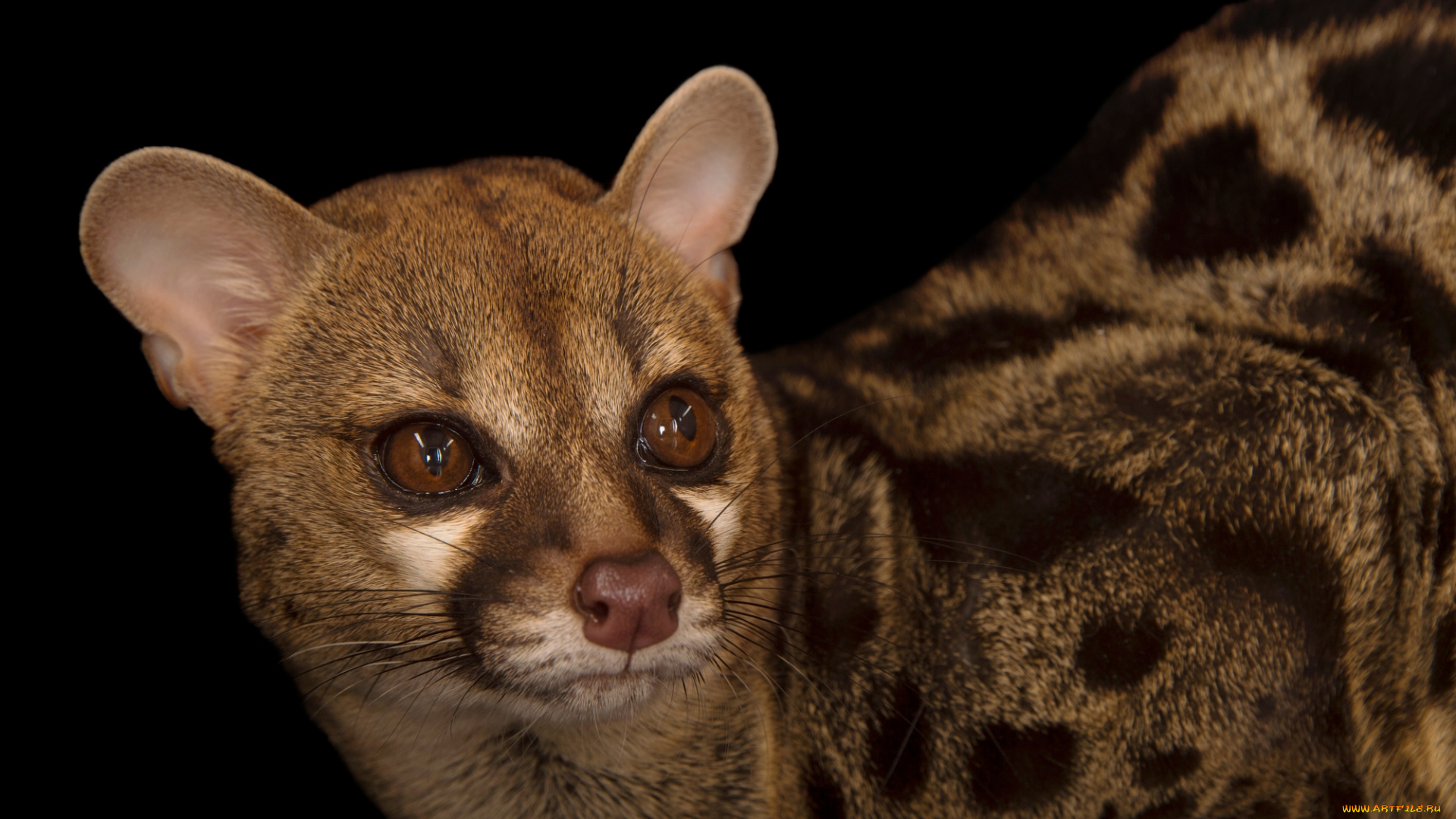 генета, животные, генеты, genetta, хордовые, хищные, млекопитающие, виверровые