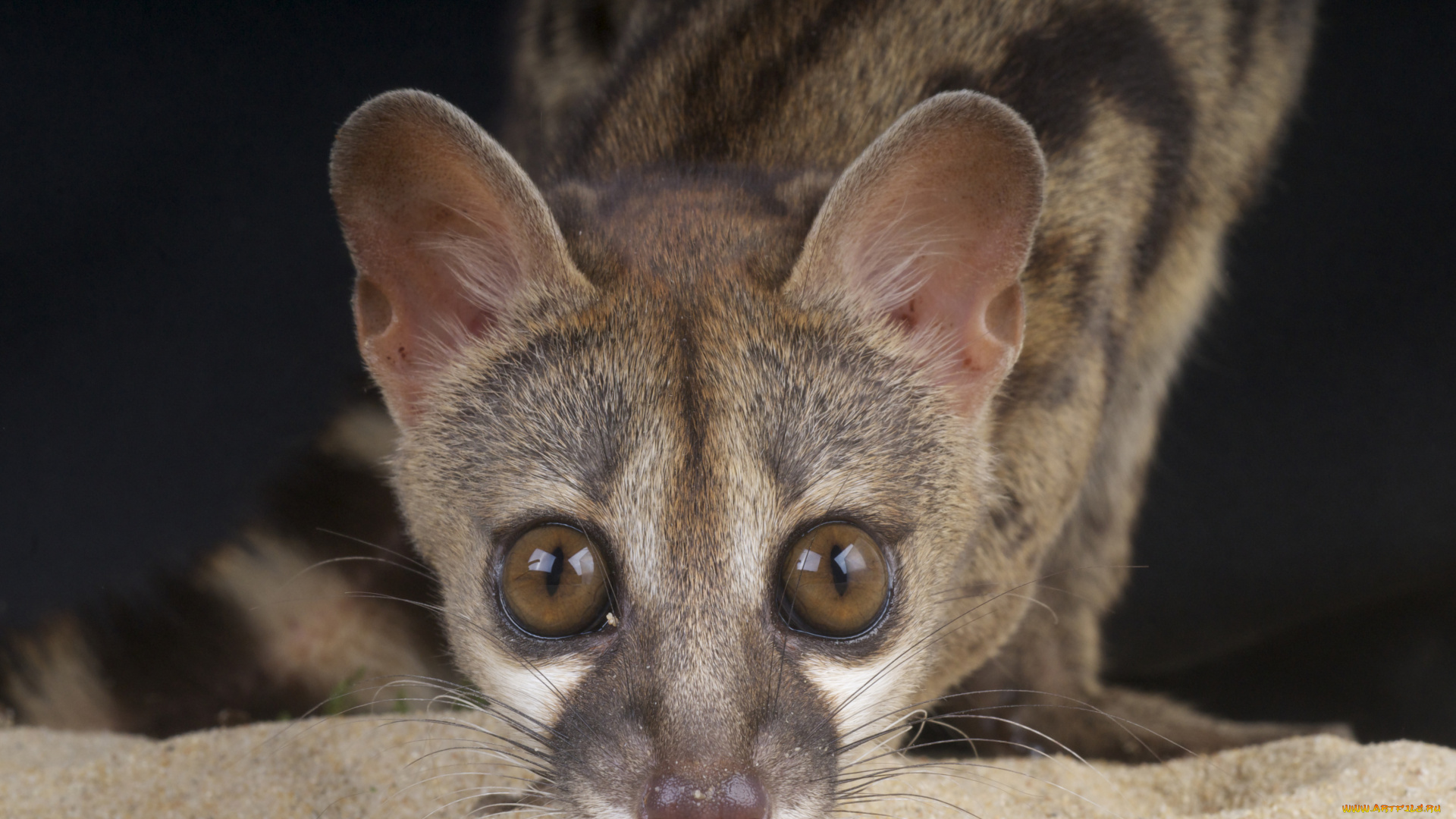 генета, животные, генеты, genetta, хордовые, хищные, млекопитающие, виверровые