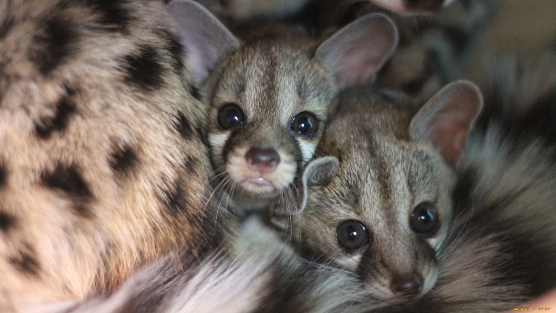 генета, животные, генеты, genetta, хордовые, хищные, млекопитающие, виверровые
