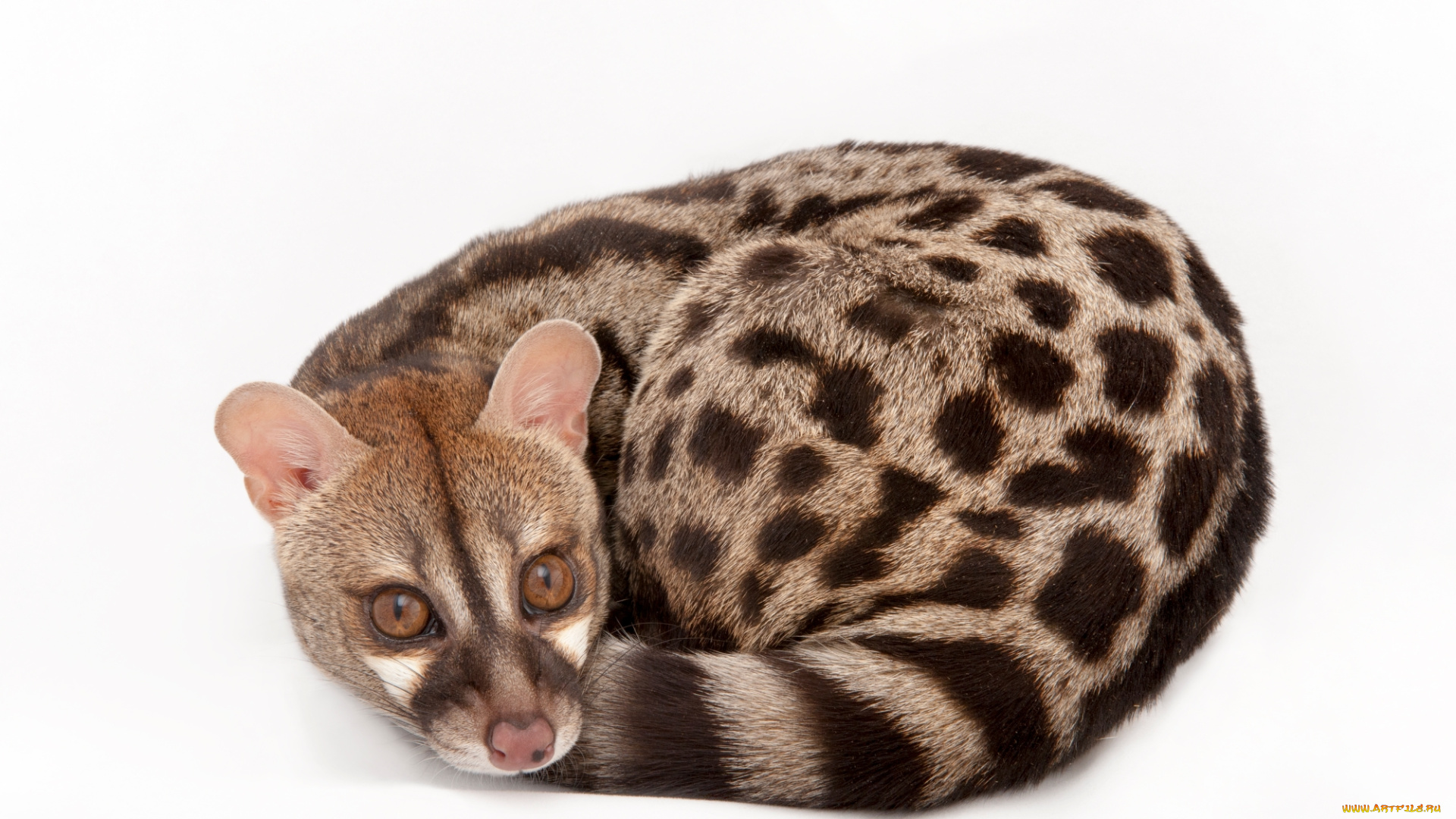 генета, животные, генеты, genetta, хордовые, хищные, млекопитающие, виверровые