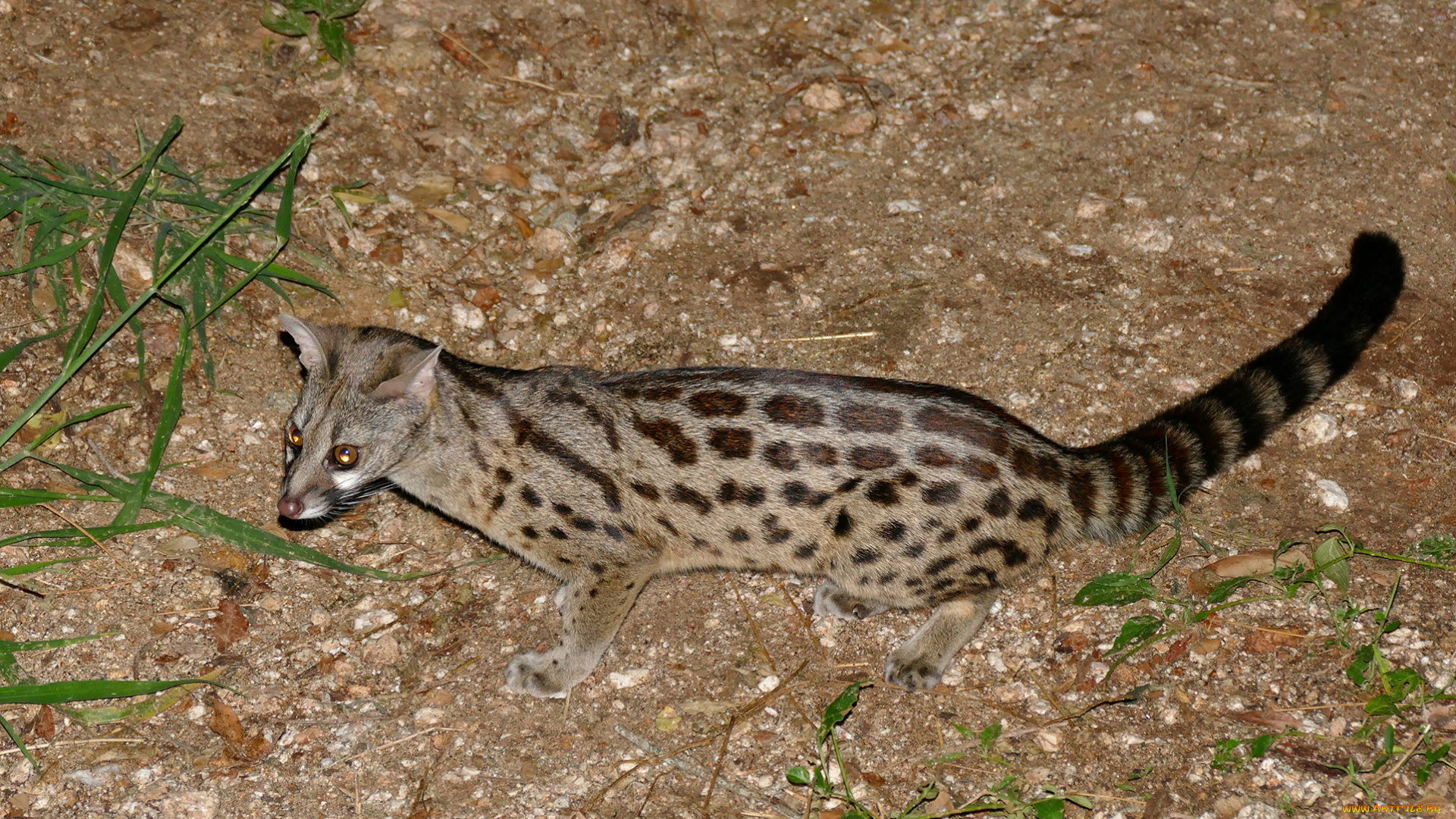 генета, животные, генеты, genetta, хордовые, хищные, млекопитающие, виверровые