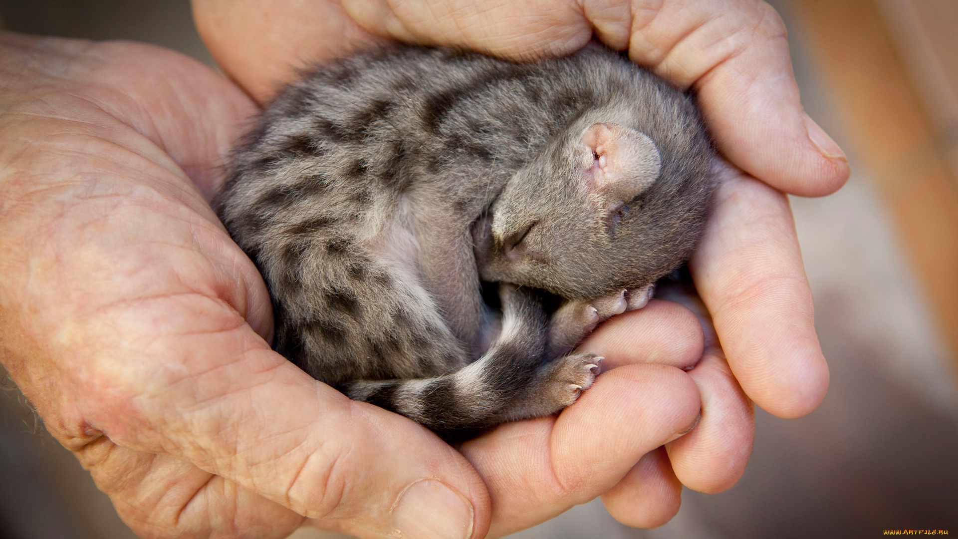 генета, животные, генеты, руки, детёныш, genetta, хордовые, хищные, млекопитающие, виверровые
