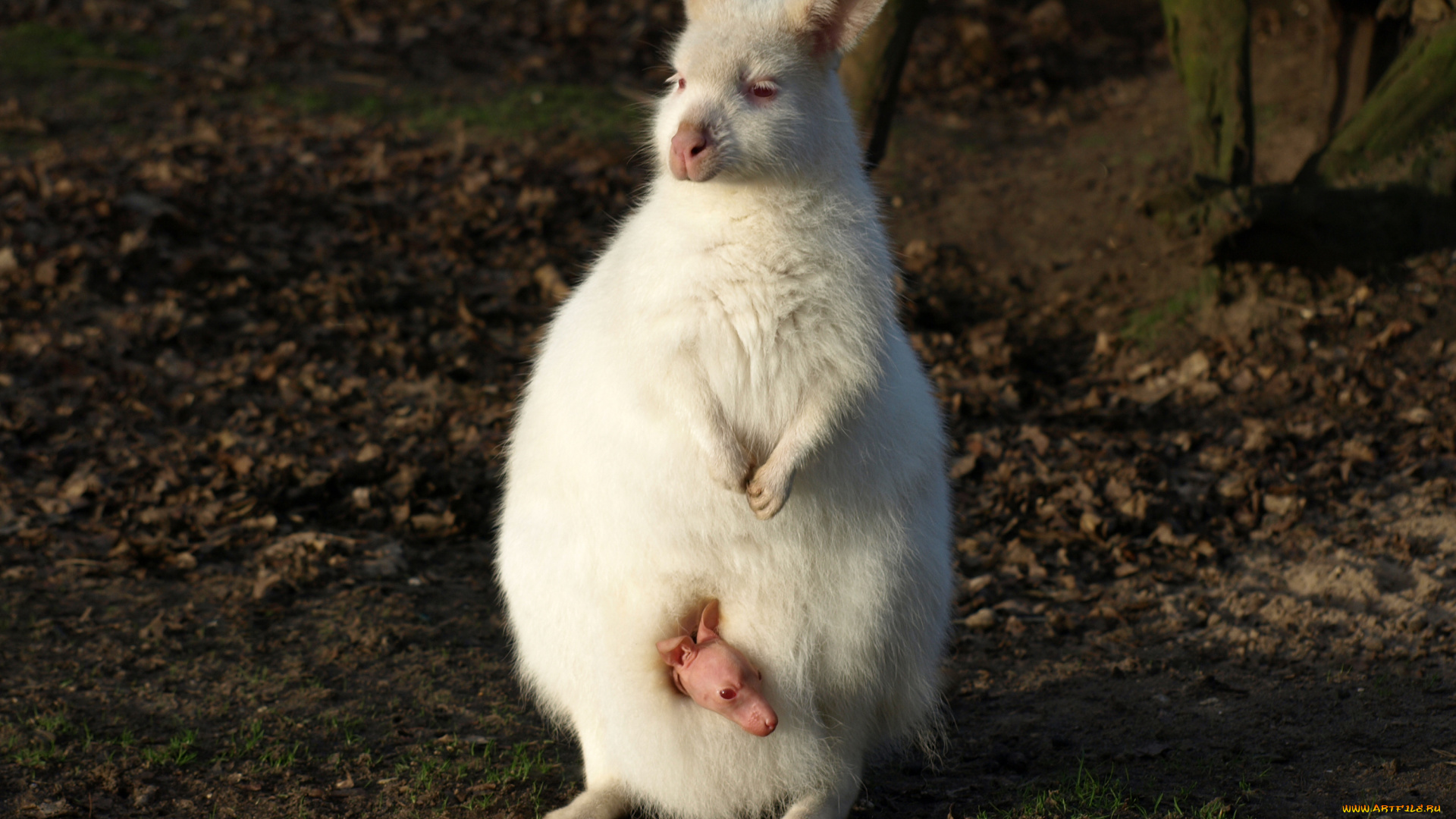 кенгуру, альбинос, с, детёнышем, животные, кенгуру, хордовые, детёныш, альбинос, млекопитающие, сумчатые, сумка, белый
