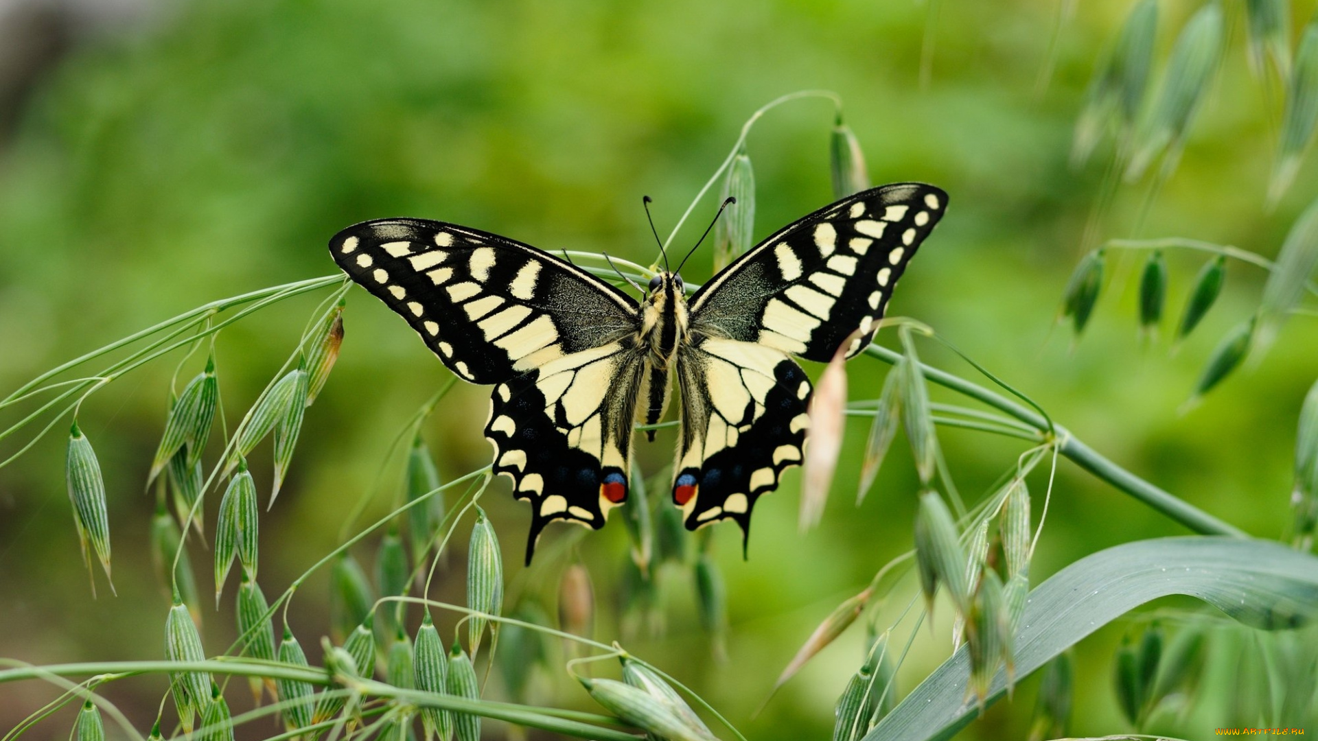 махаон, животные, бабочки, , мотыльки, , моли, насекомое, трава, бабочка