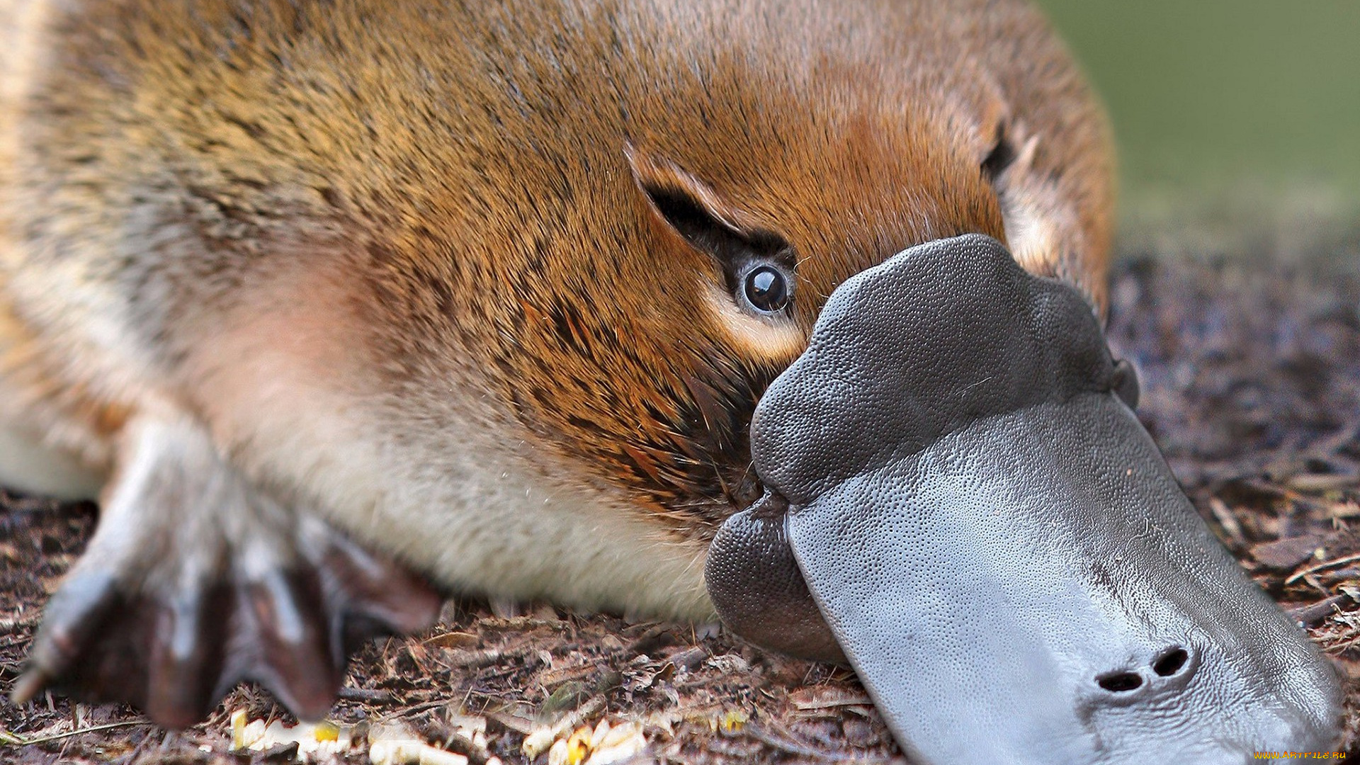 утконос, животные, утконосы, хордовые, млекопитающие, утконосовые, однопроходные, мех