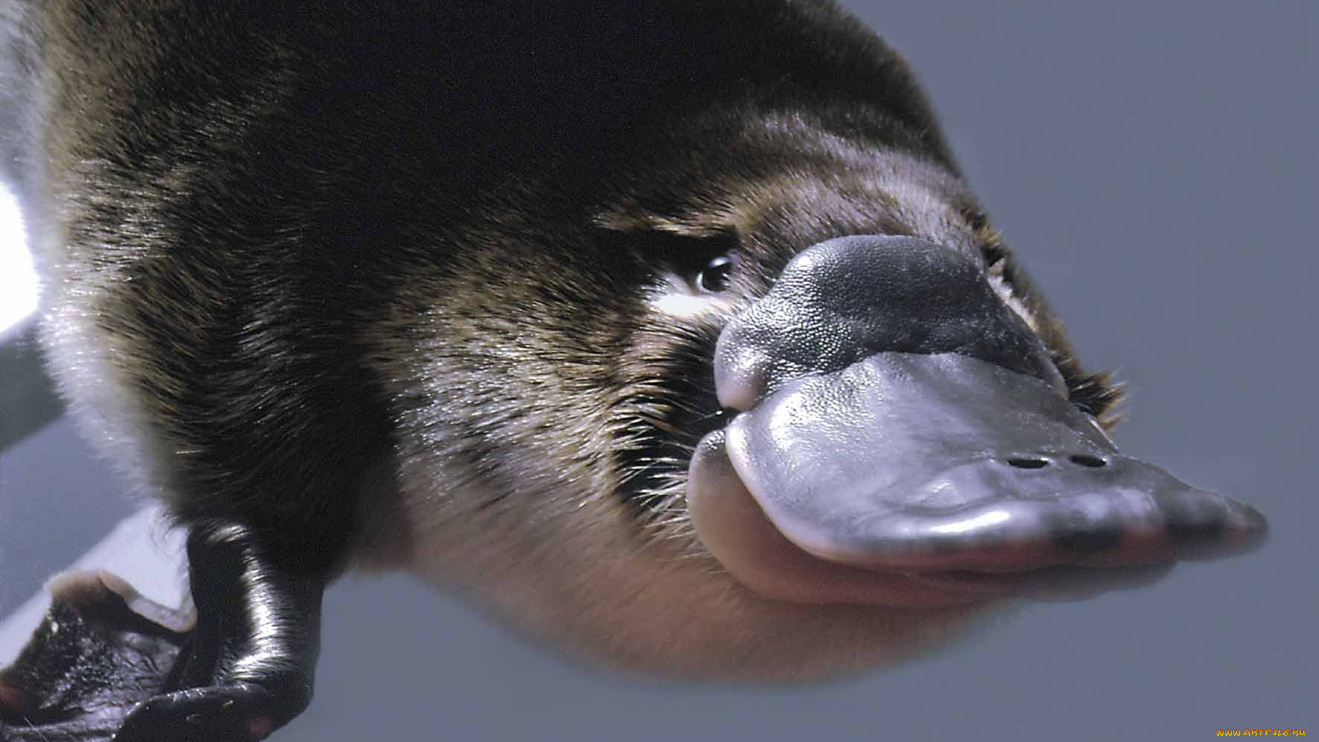 утконос, животные, утконосы, мех, хордовые, млекопитающие, утконосовые, однопроходные