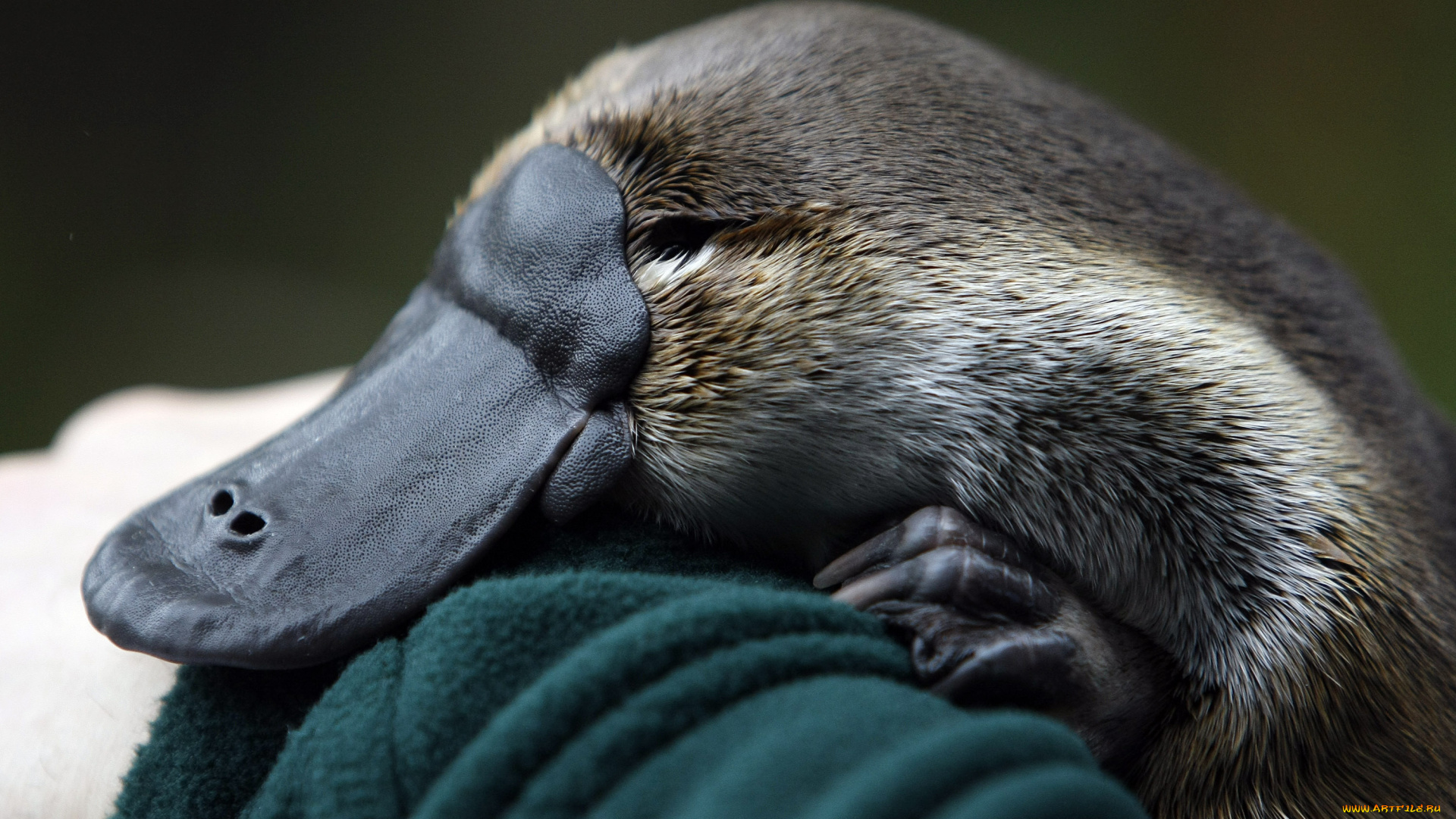 утконос, животные, утконосы, однопроходные, хордовые, млекопитающие, утконосовые, мех
