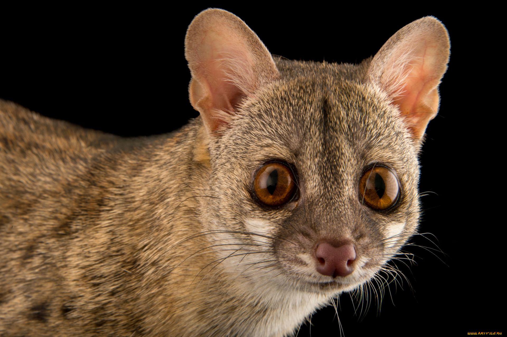 генета, животные, генеты, genetta, хордовые, хищные, млекопитающие, виверровые