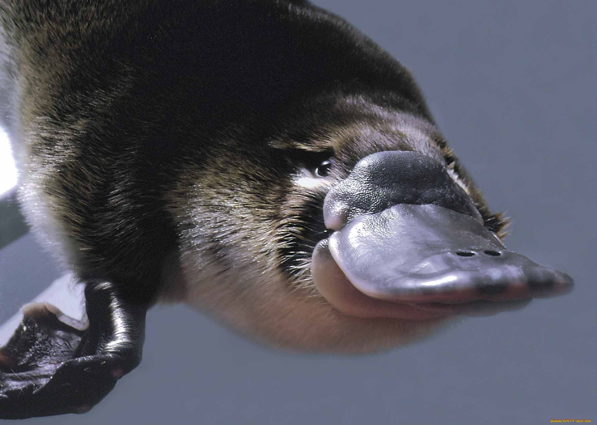 утконос, животные, утконосы, мех, хордовые, млекопитающие, утконосовые, однопроходные