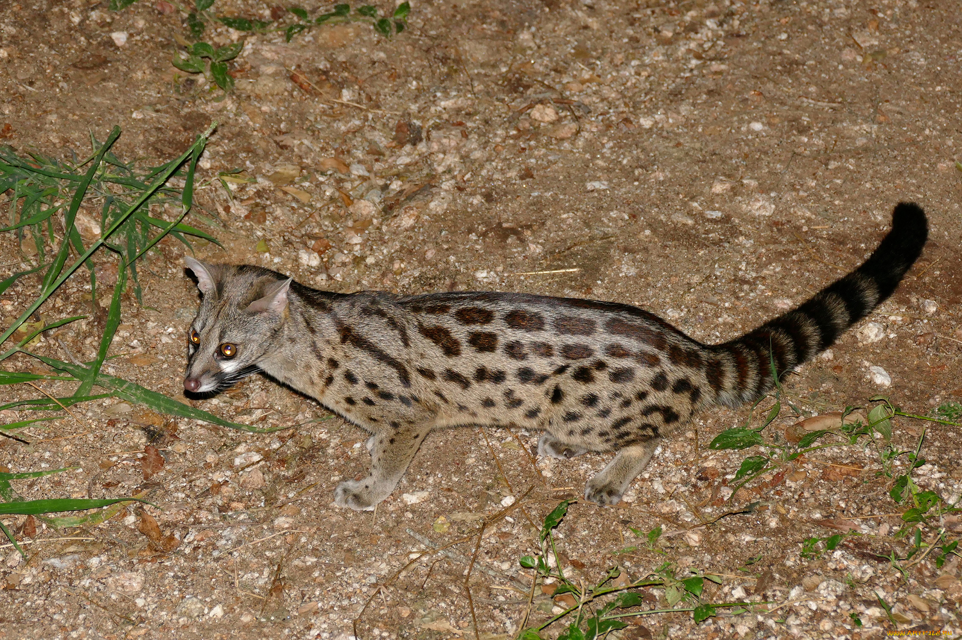 генета, животные, генеты, genetta, хордовые, хищные, млекопитающие, виверровые
