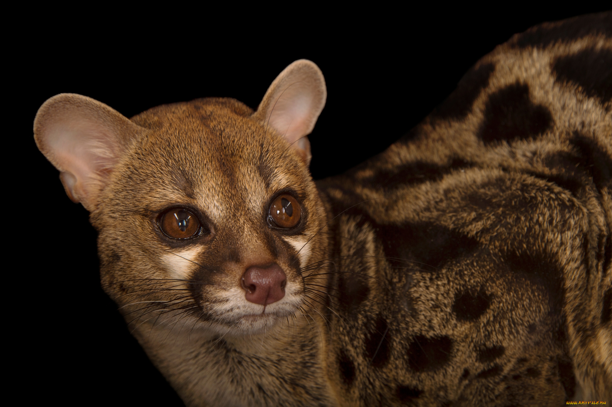 генета, животные, генеты, genetta, хордовые, хищные, млекопитающие, виверровые