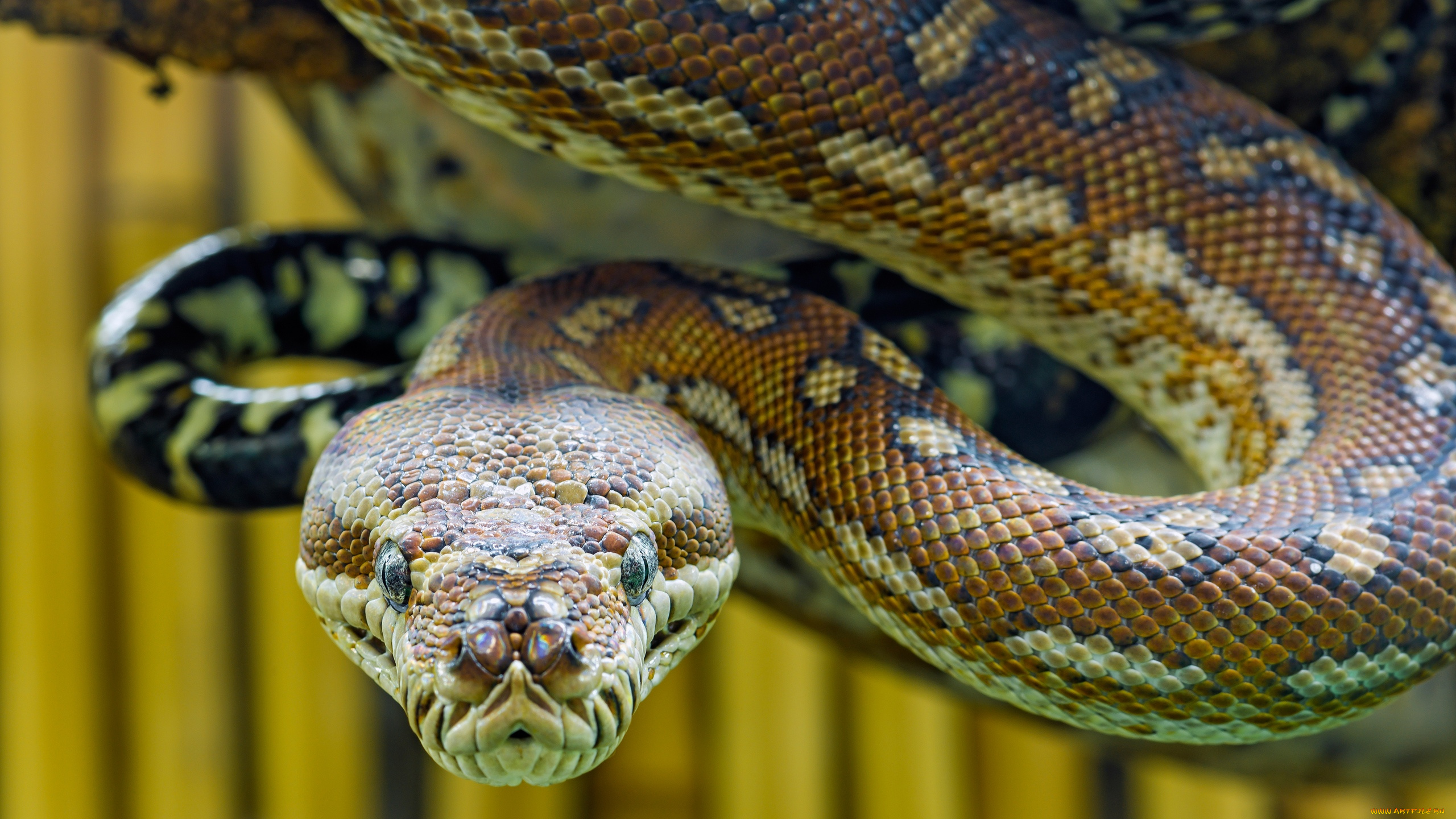 животные, змеи, , питоны, , кобры, питон