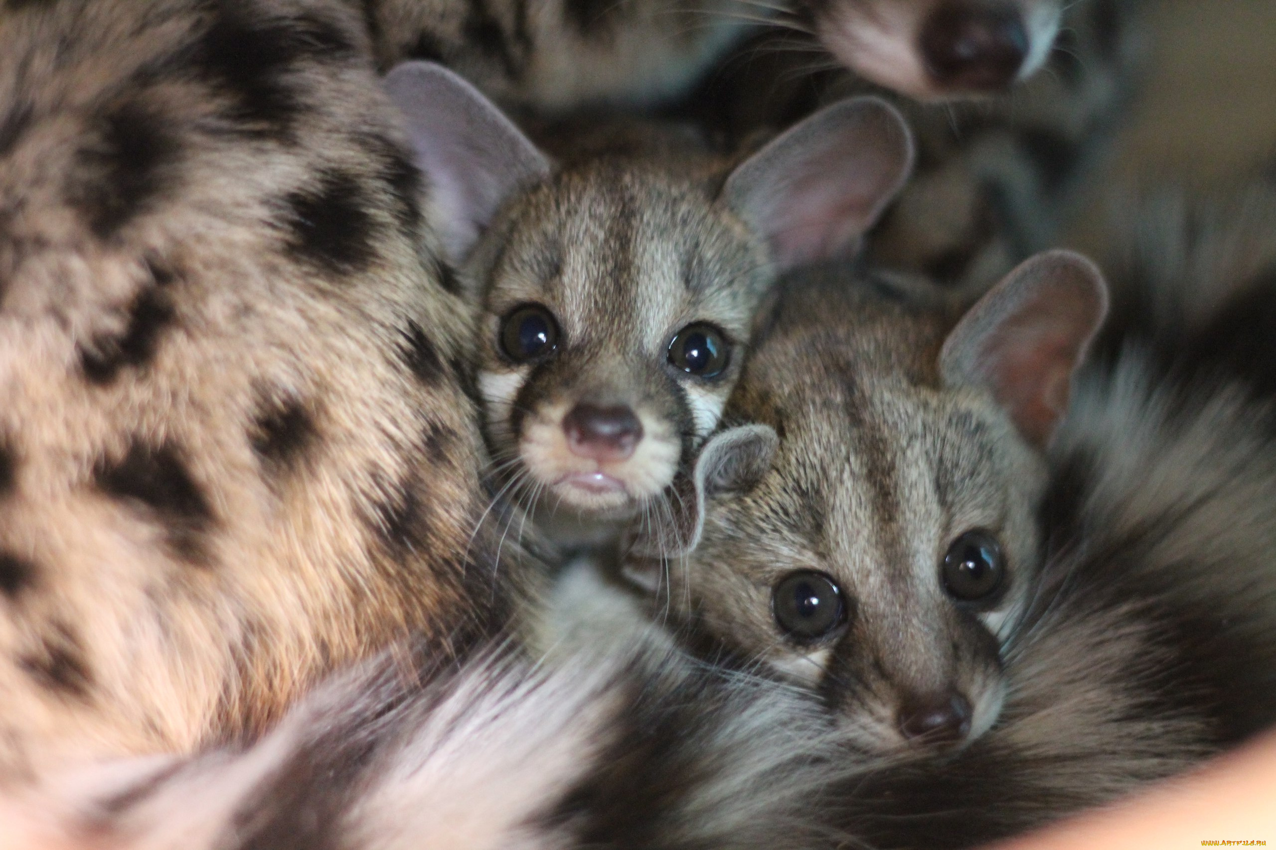 генета, животные, генеты, genetta, хордовые, хищные, млекопитающие, виверровые