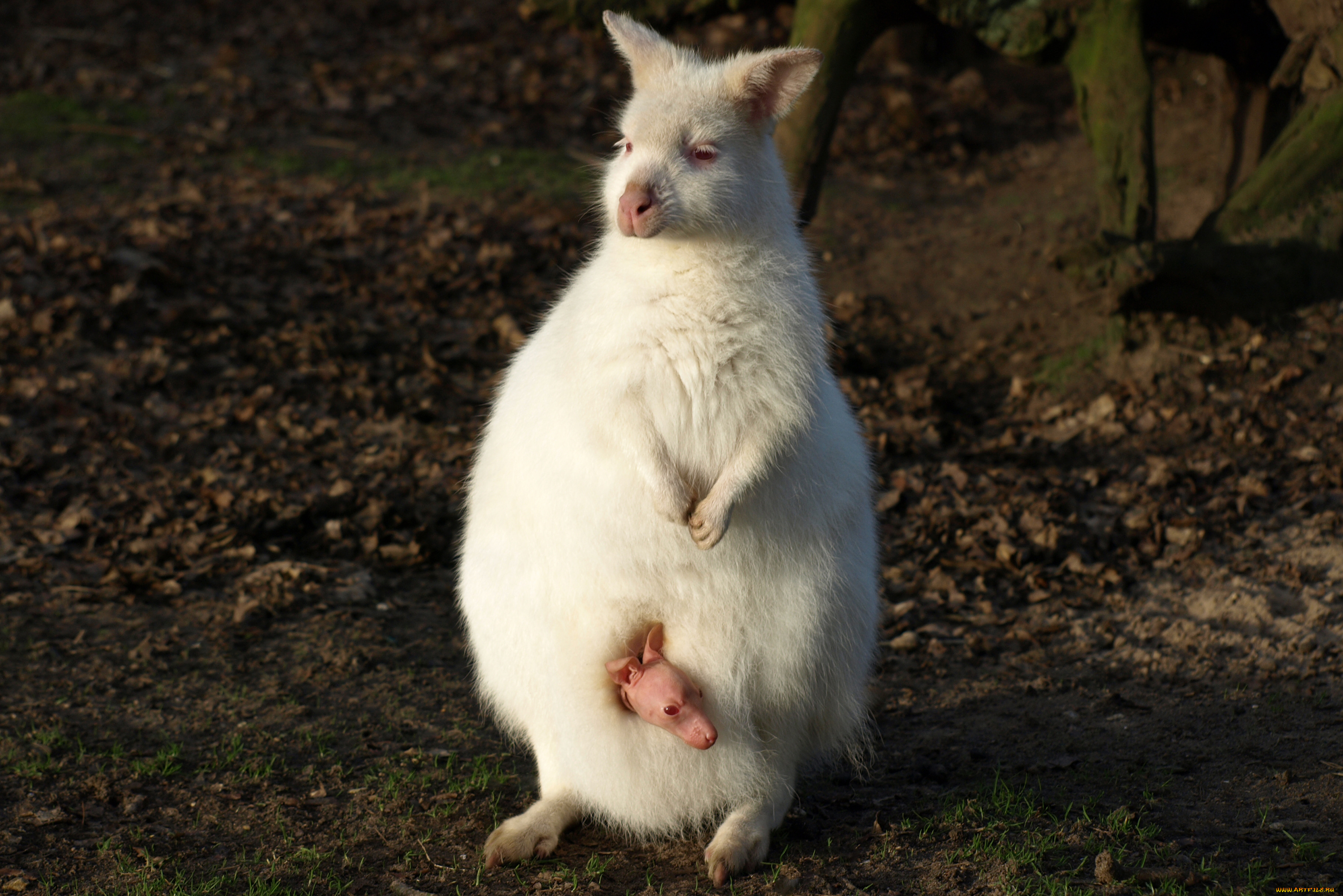 кенгуру, альбинос, с, детёнышем, животные, кенгуру, хордовые, детёныш, альбинос, млекопитающие, сумчатые, сумка, белый