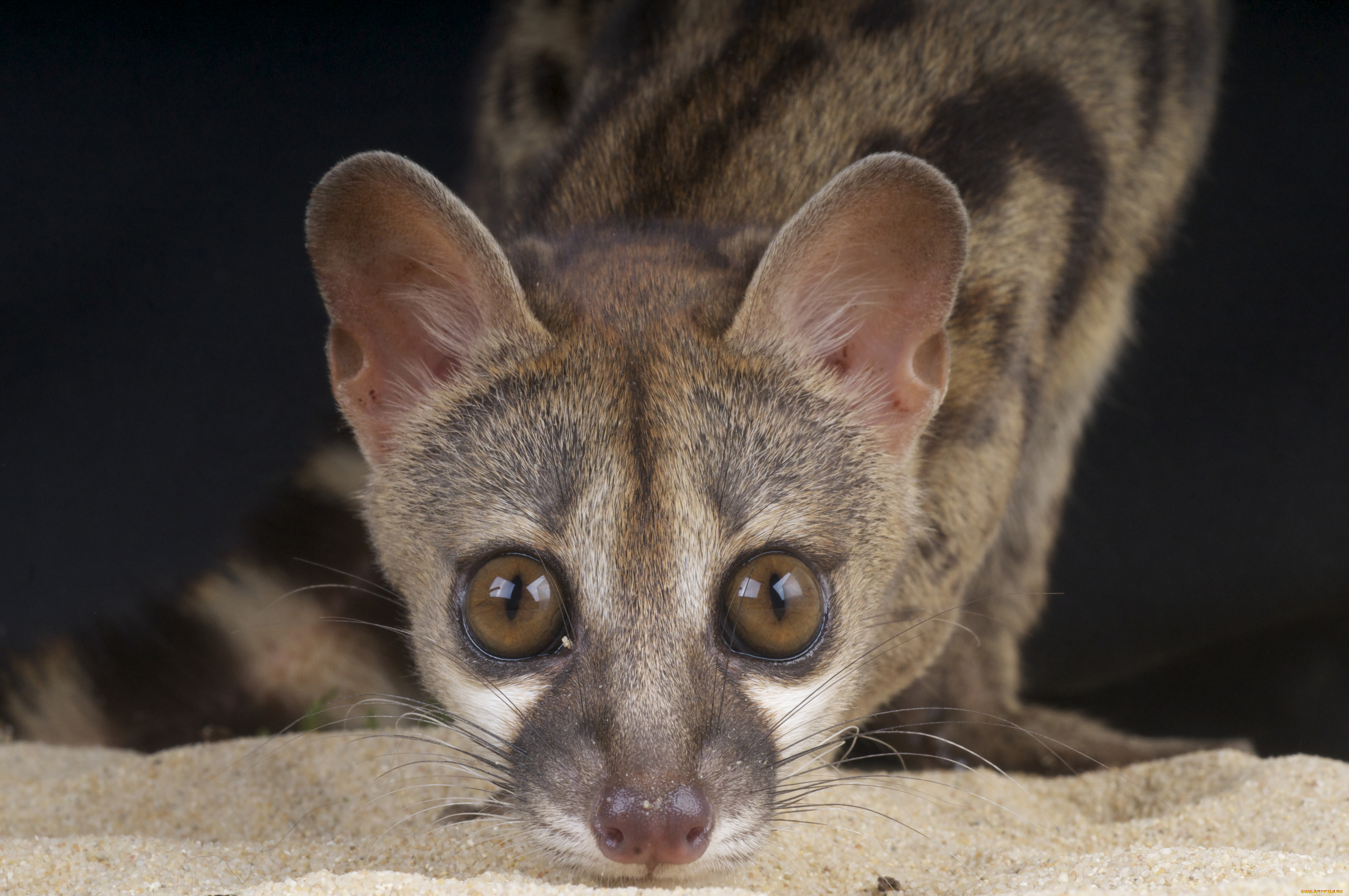 генета, животные, генеты, genetta, хордовые, хищные, млекопитающие, виверровые