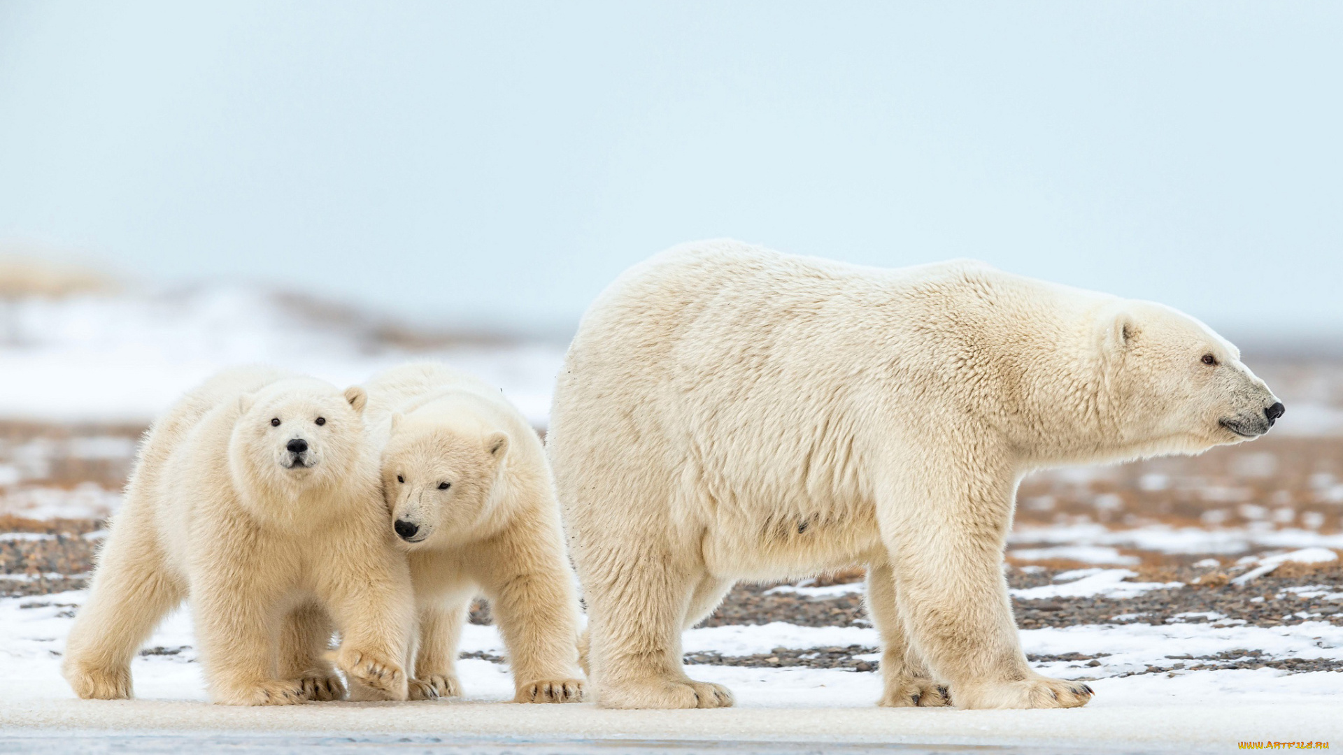 белый, полярный, медведь, , медведица, с, медвежатами, животные, медведи, белый, медвежата, медвежонок, медведица, полярный, медведь, хищники, медвежьи, млекопитающие, снег, мороз, льды, шерсть, когти, пасть, клыки