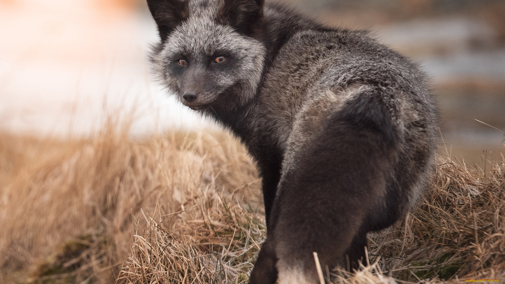 чернобурая, лисица, животные, лисы, чернобурая, лисица, black, fox, чернобурка, псовые, лисицы, млекопитающие, мех, пушнина, чёрная, лиса, хищник