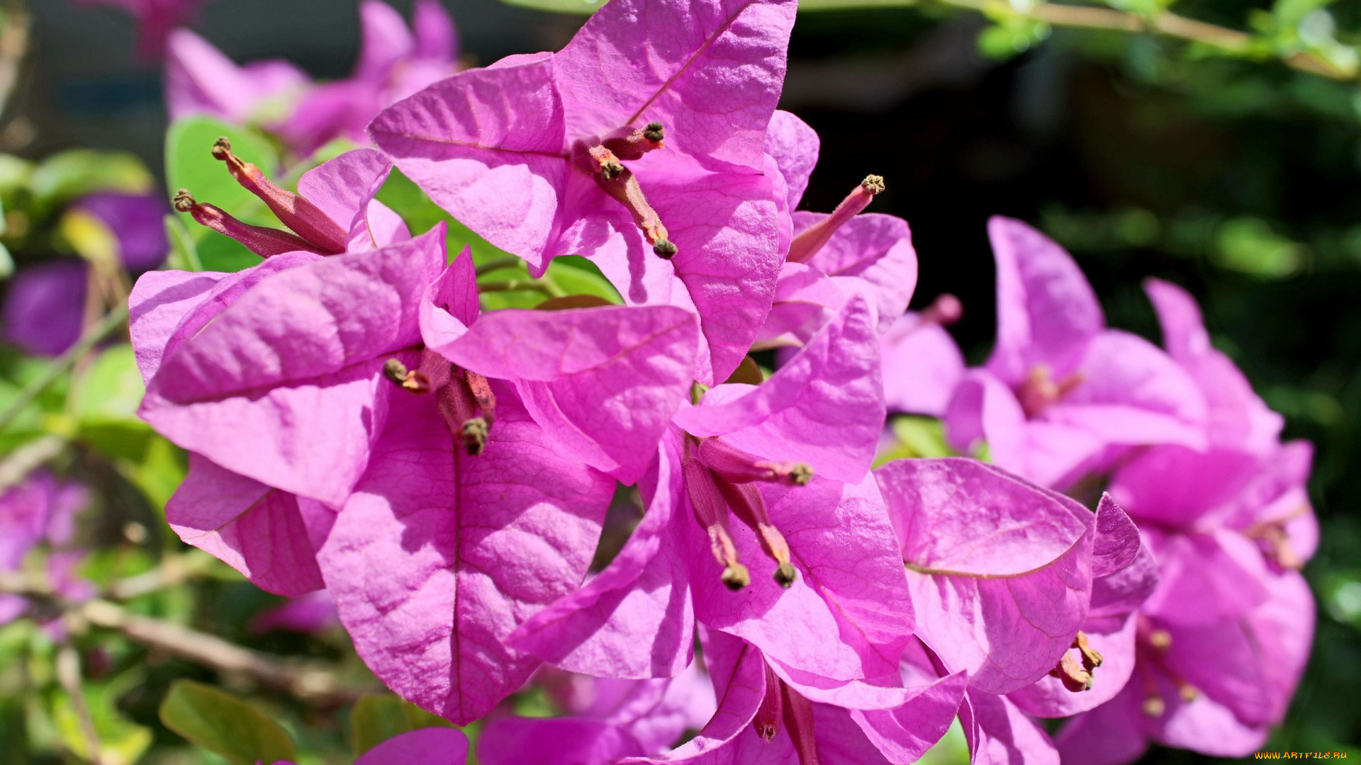цветы, бугенвиллея, розовый