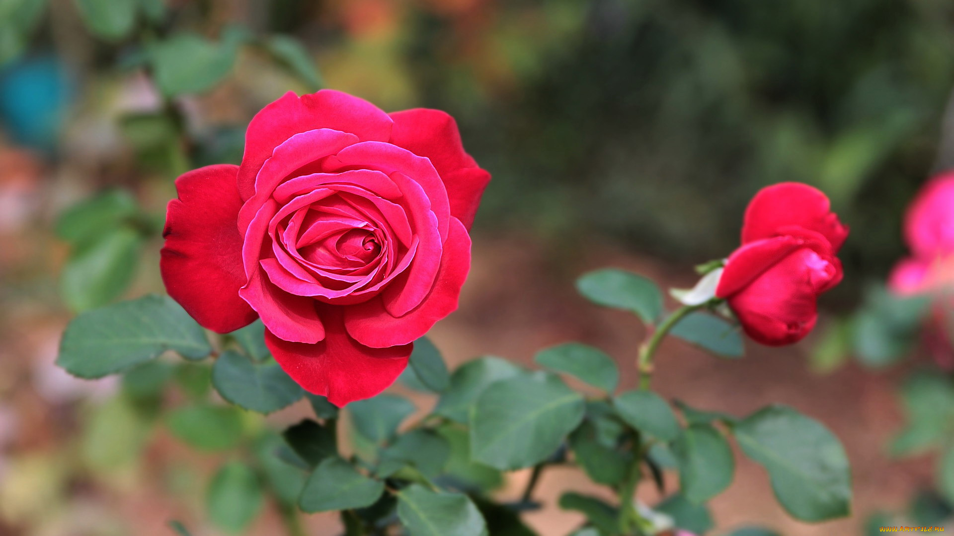 цветы, розы, куст, бутоны