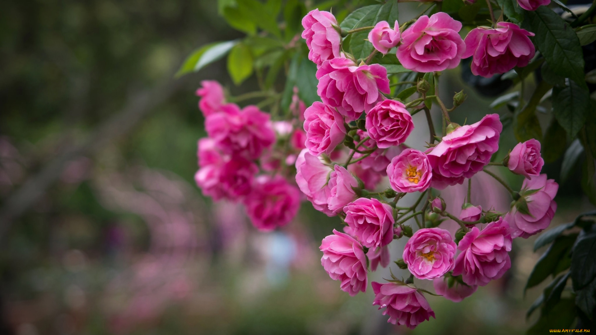 цветы, розы, куст, розовые