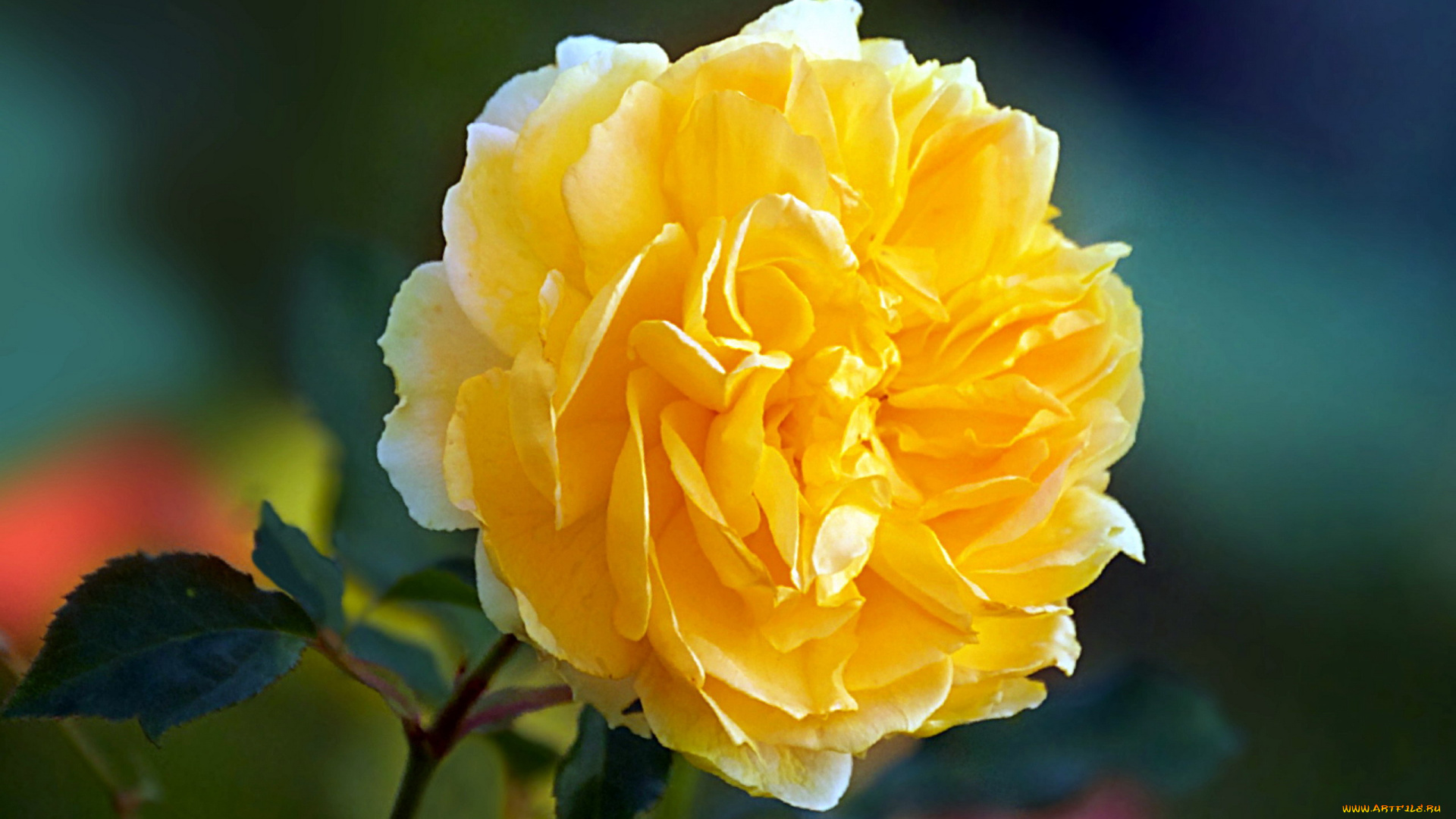 цветы, розы, макро, роза, желтая