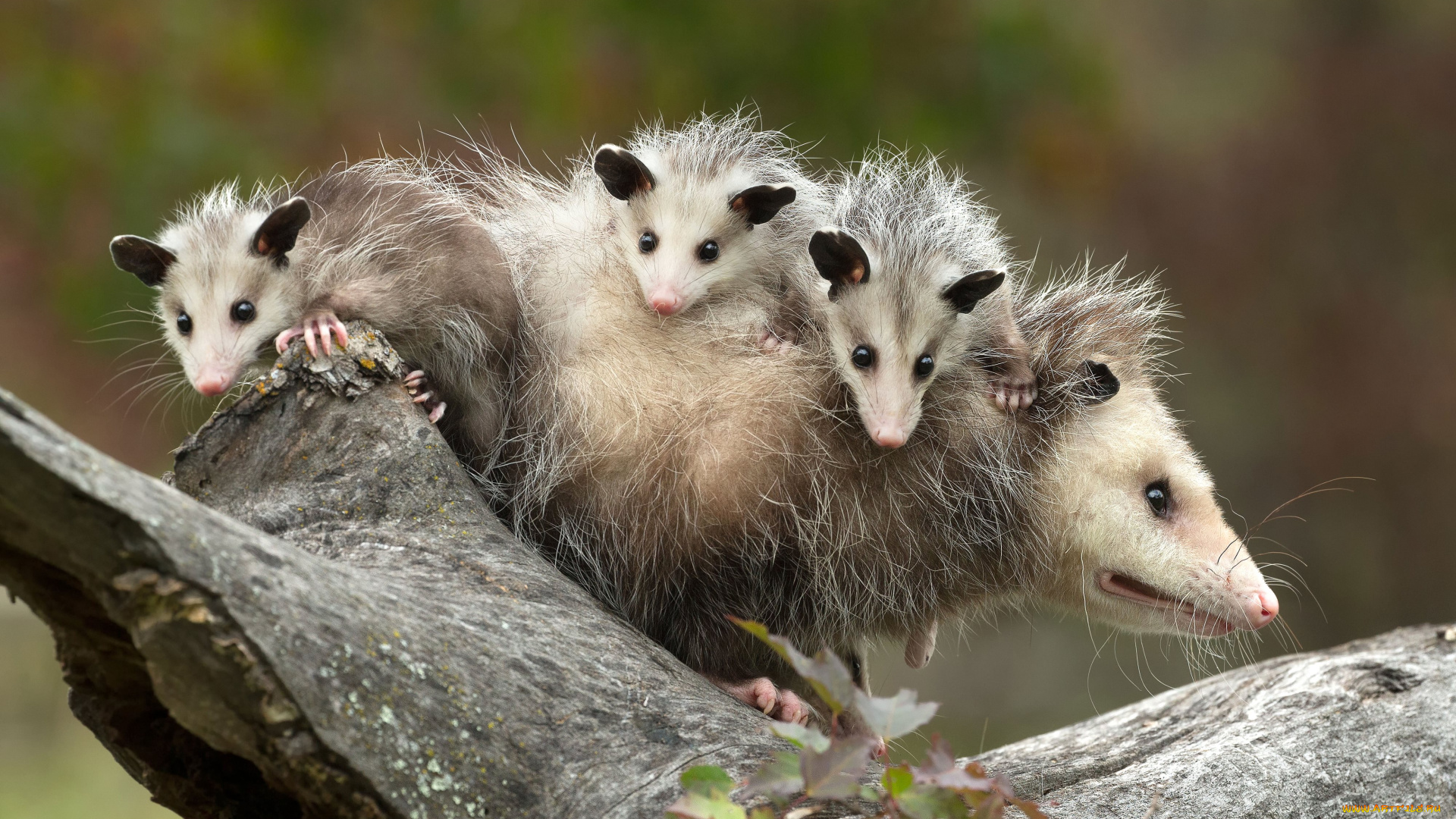 possums, животные, опоссумы, детёныши, opossum, опоссум, опоссумовые, зверёк, мех, хвостик, мордочка, млекопитающие