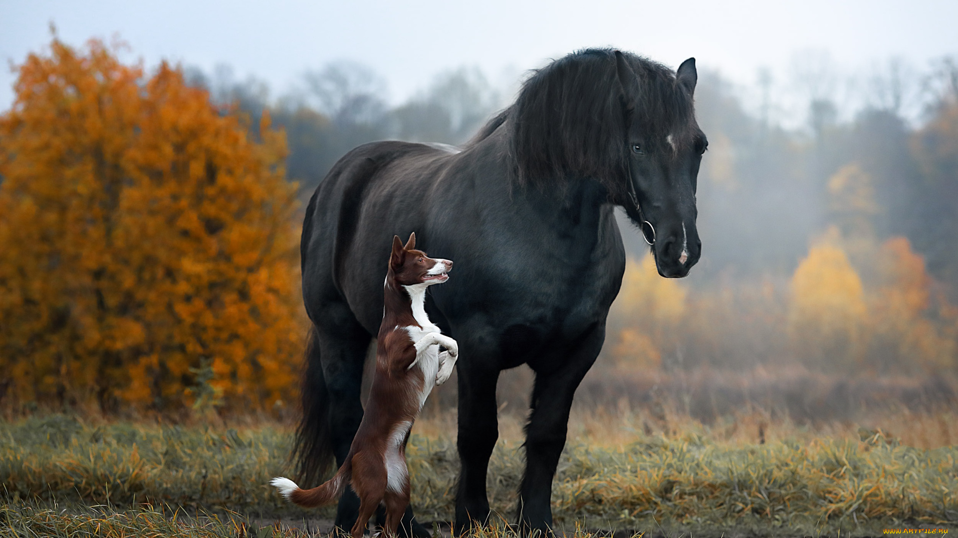 животные, разные, вместе, наталия, поникарова