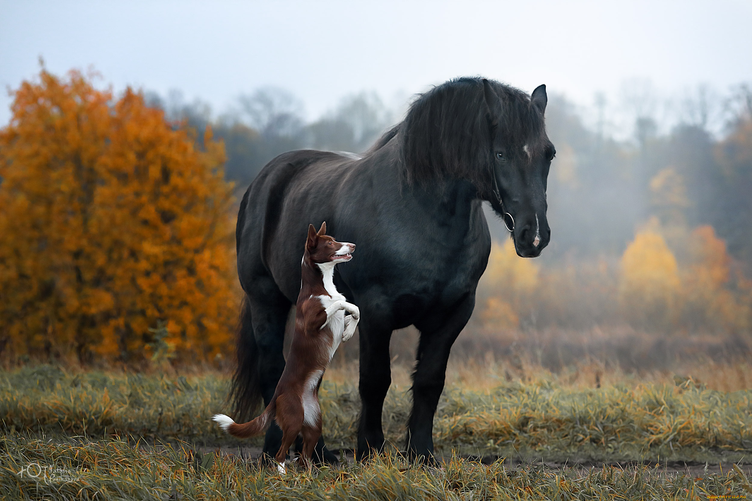 животные, разные, вместе, наталия, поникарова