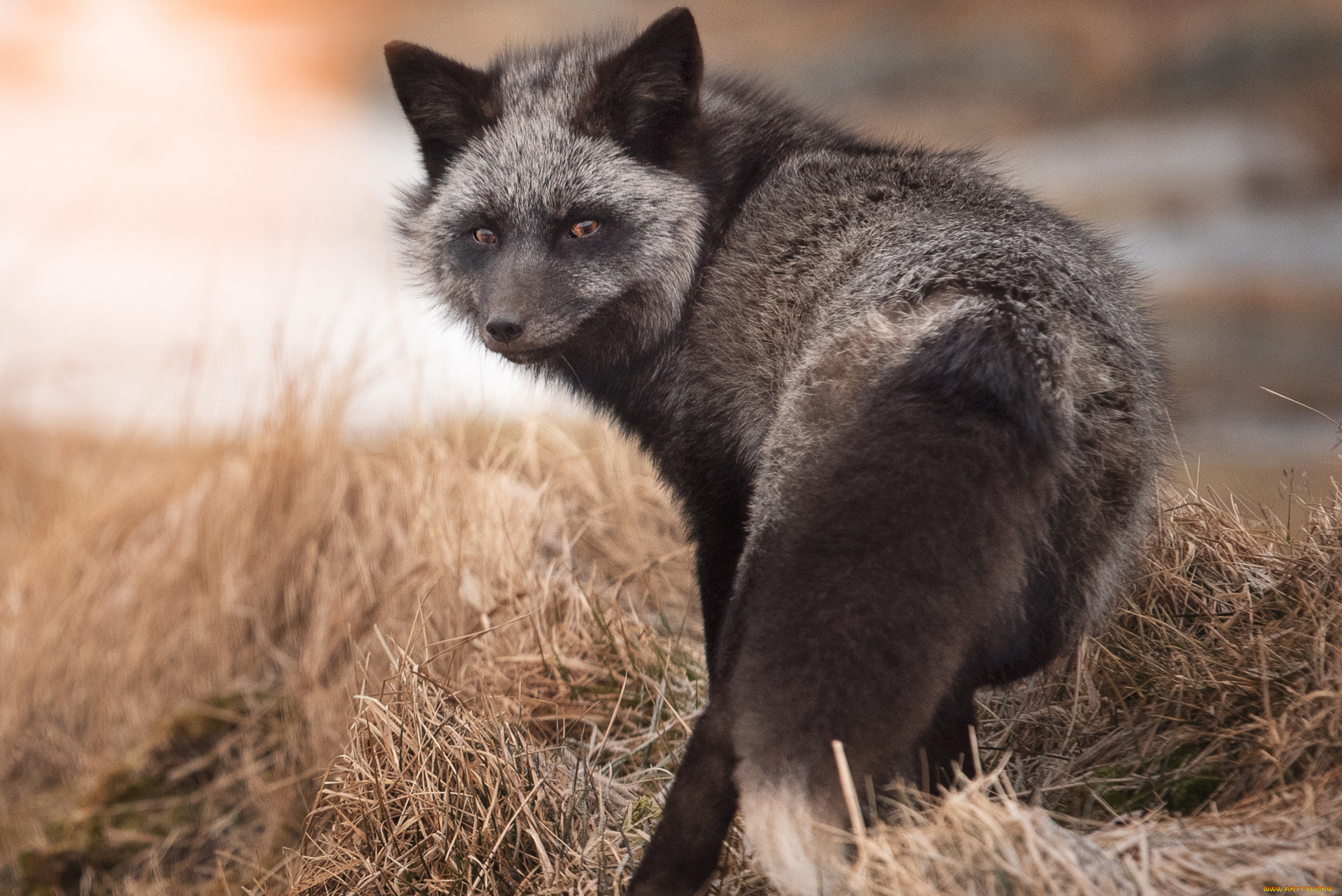 чернобурая, лисица, животные, лисы, чернобурая, лисица, black, fox, чернобурка, псовые, лисицы, млекопитающие, мех, пушнина, чёрная, лиса, хищник