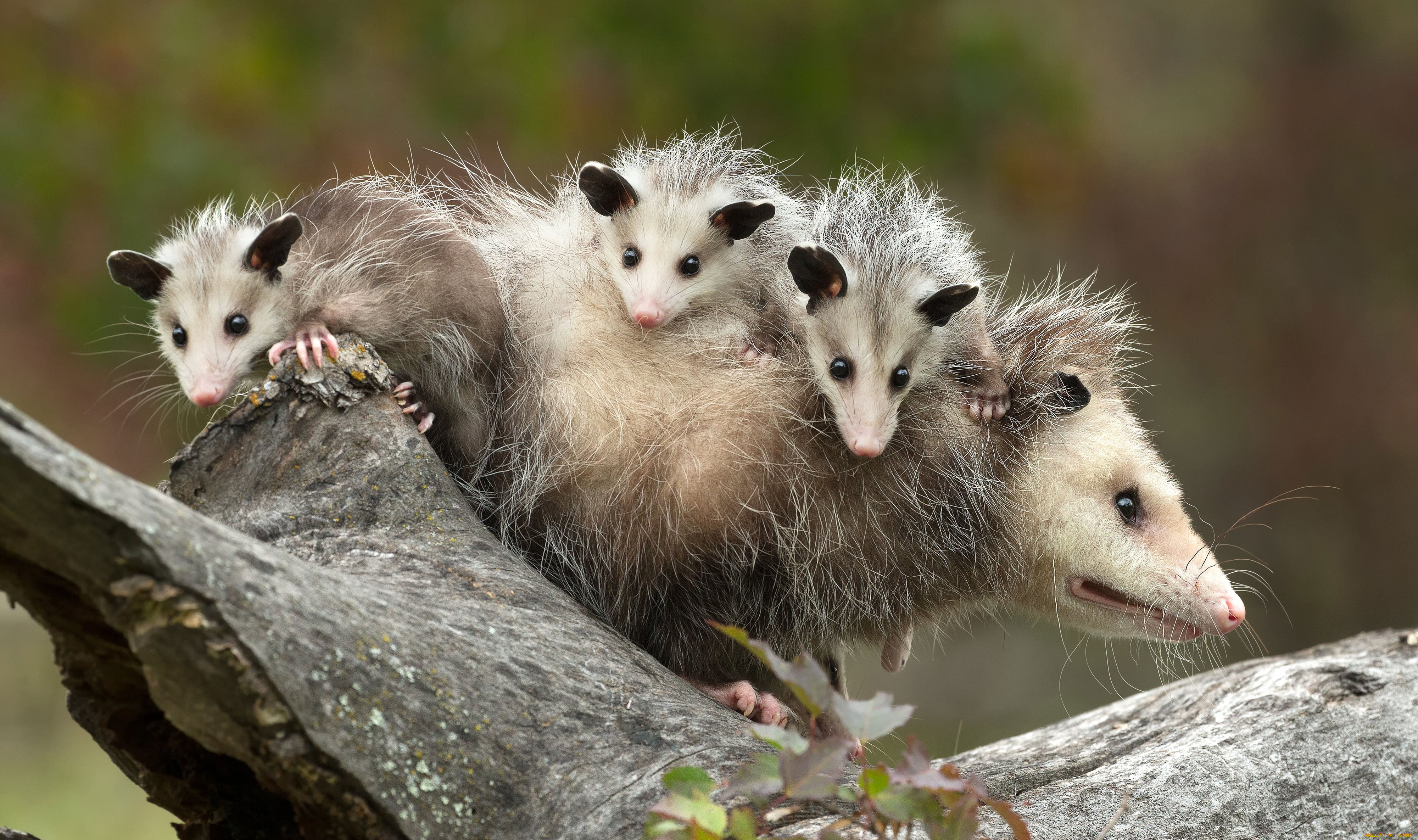 possums, животные, опоссумы, детёныши, opossum, опоссум, опоссумовые, зверёк, мех, хвостик, мордочка, млекопитающие